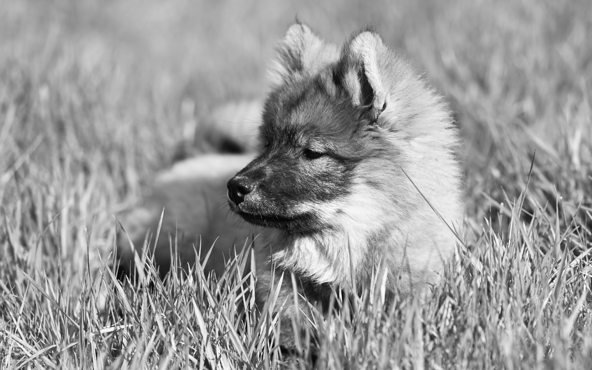 Щенок евразийской овчарки лежит в траве