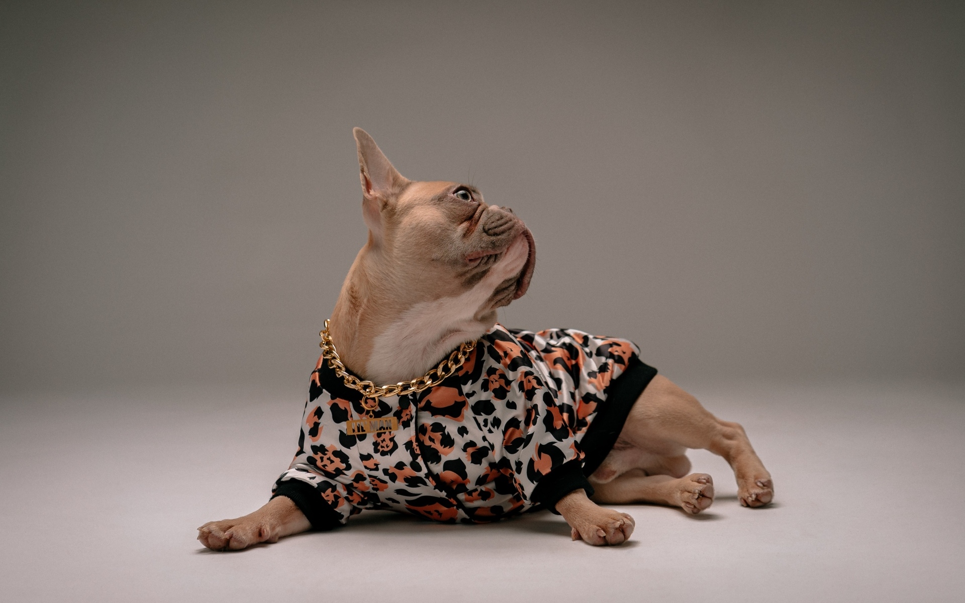 Модный французский бульдог лежит на сером фоне