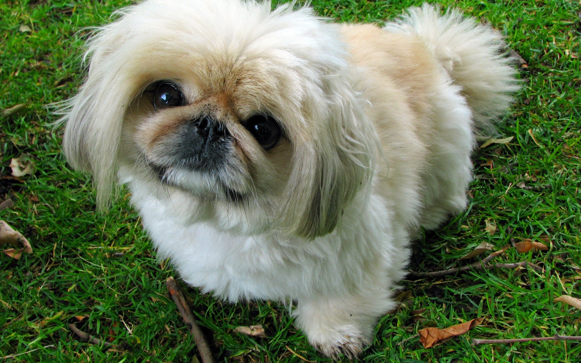 Пушистый пекинес сидит на зеленой траве