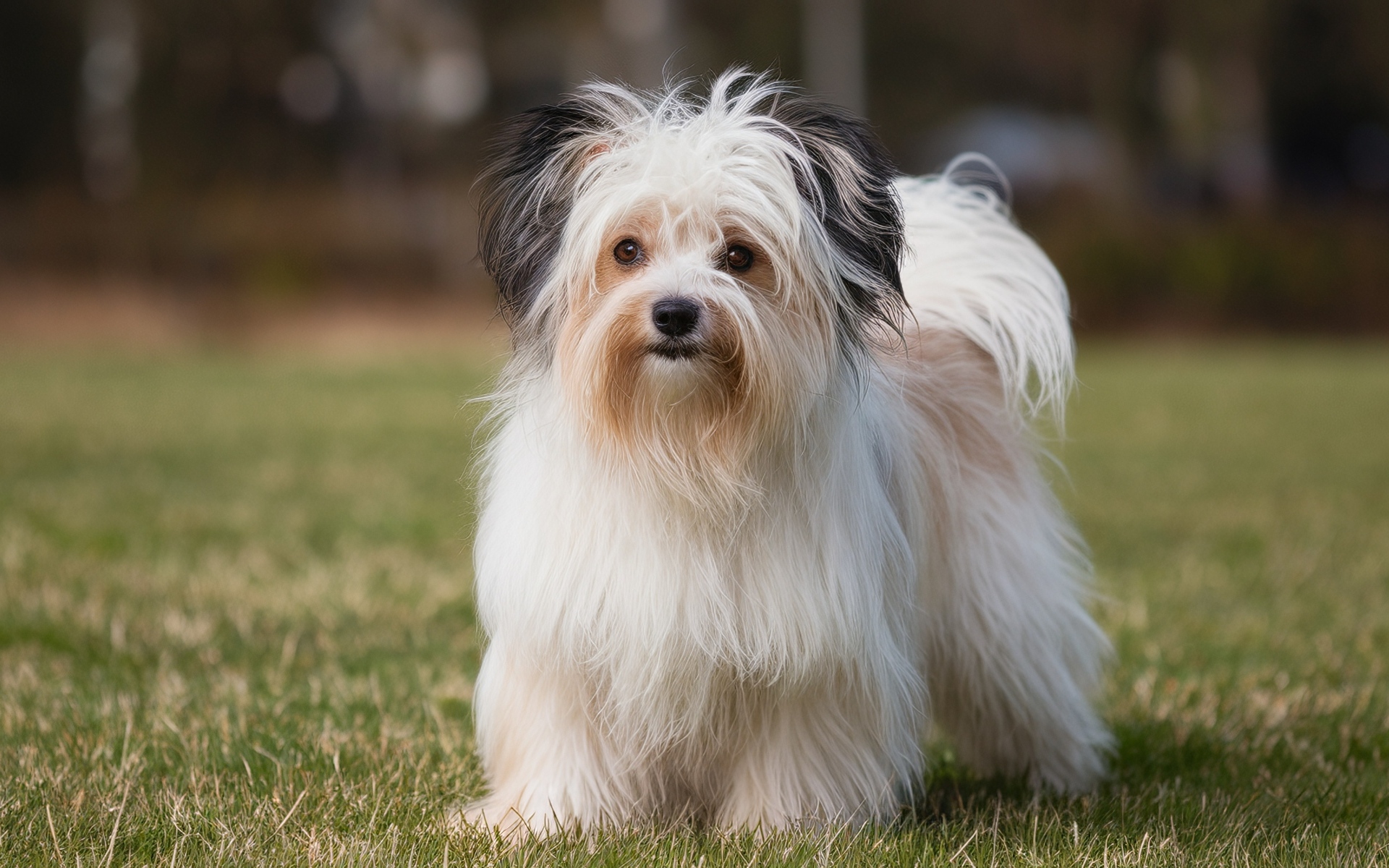 Пушистая собака на зеленой траве