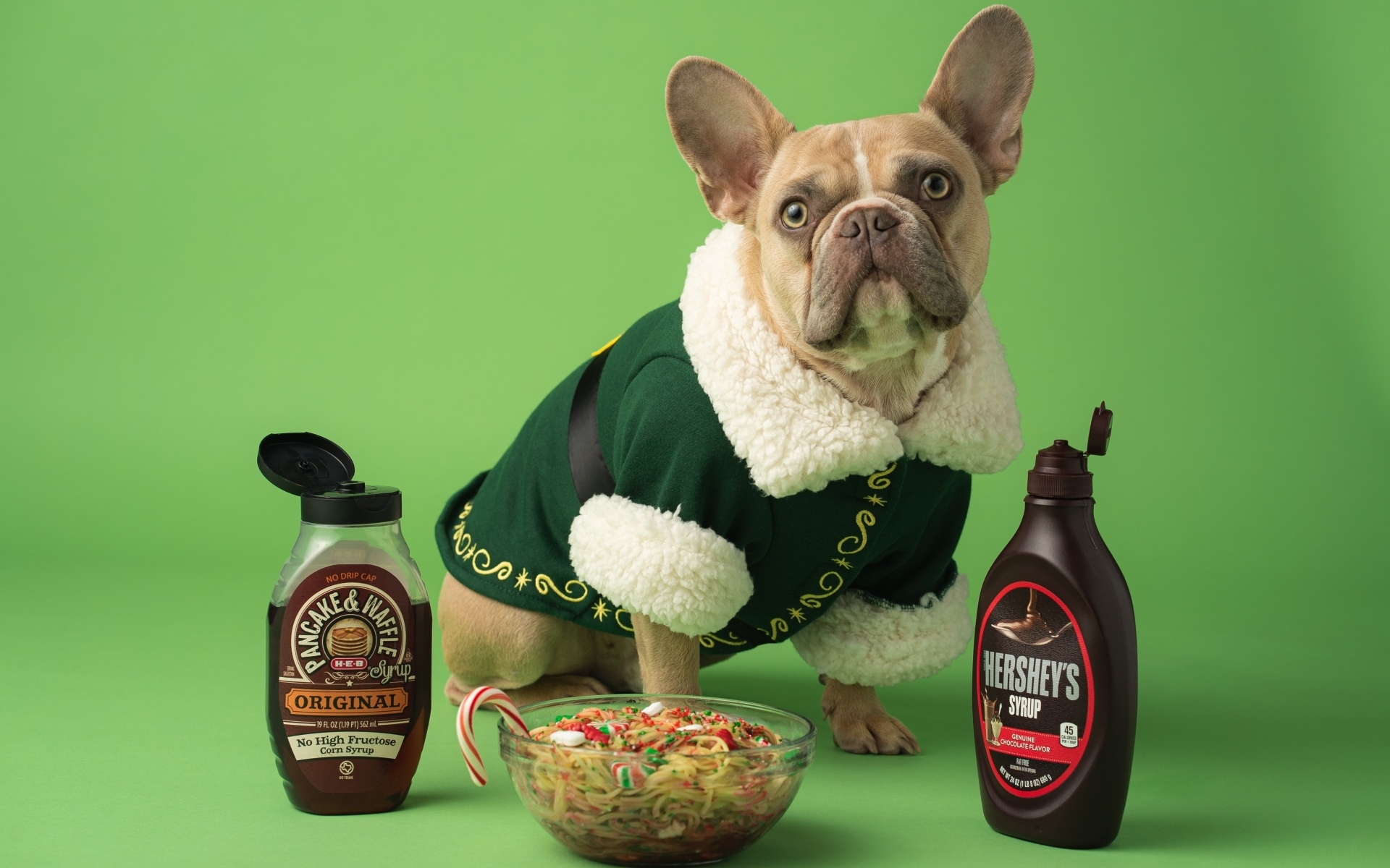 Пес французский бульдог с едой на зеленом фоне