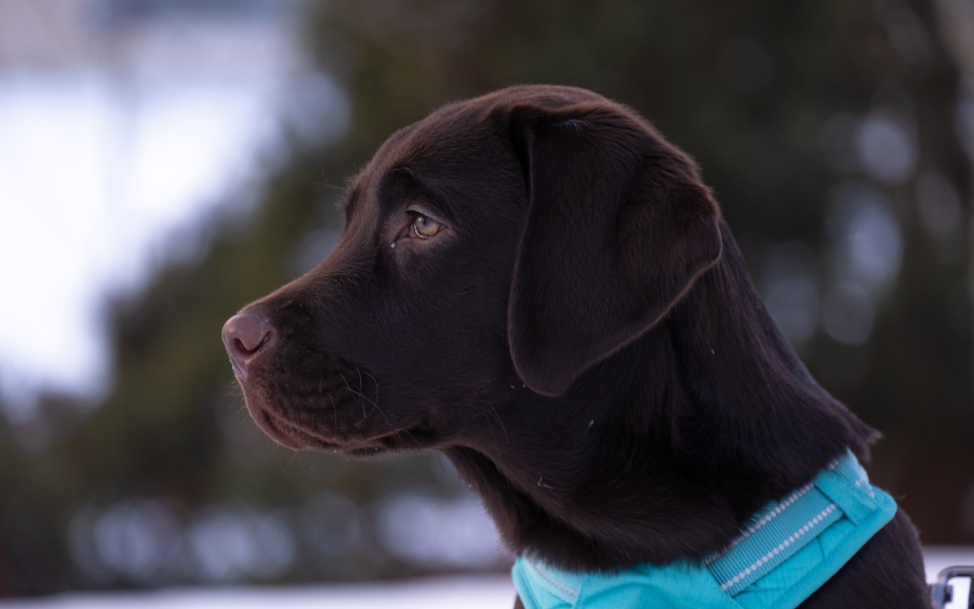 Большой коричневый лабрадор в голубом ошейнике