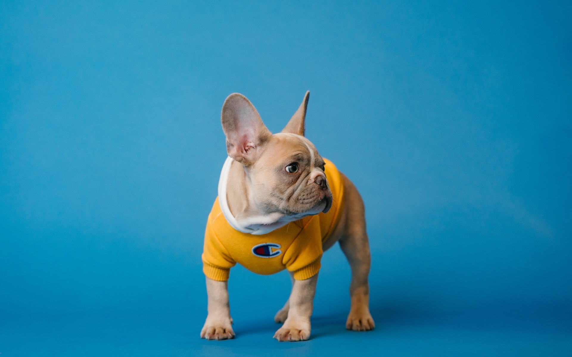 Маленький французский бульдог на голубом фоне