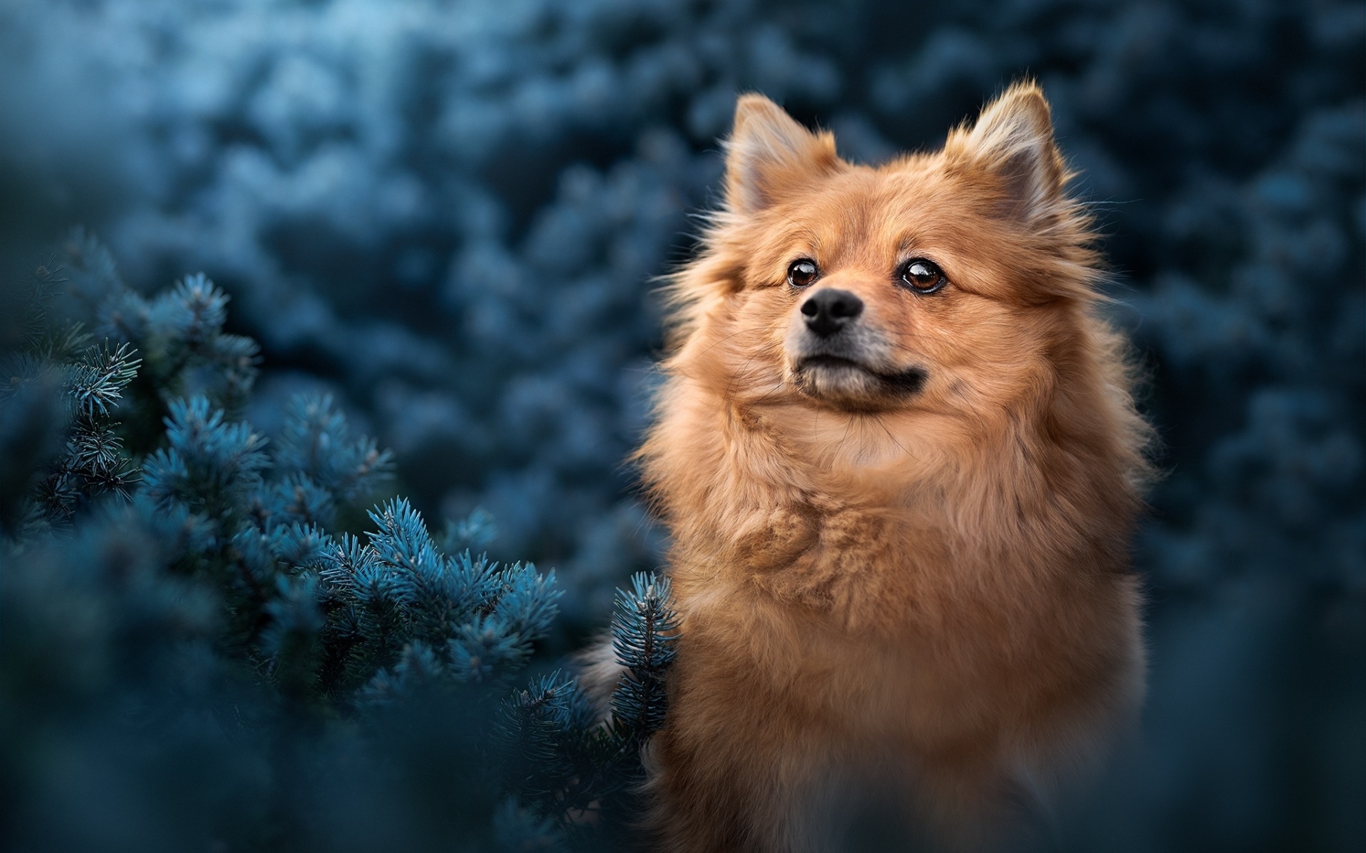 Померанский шпиц сидит в еловых ветках