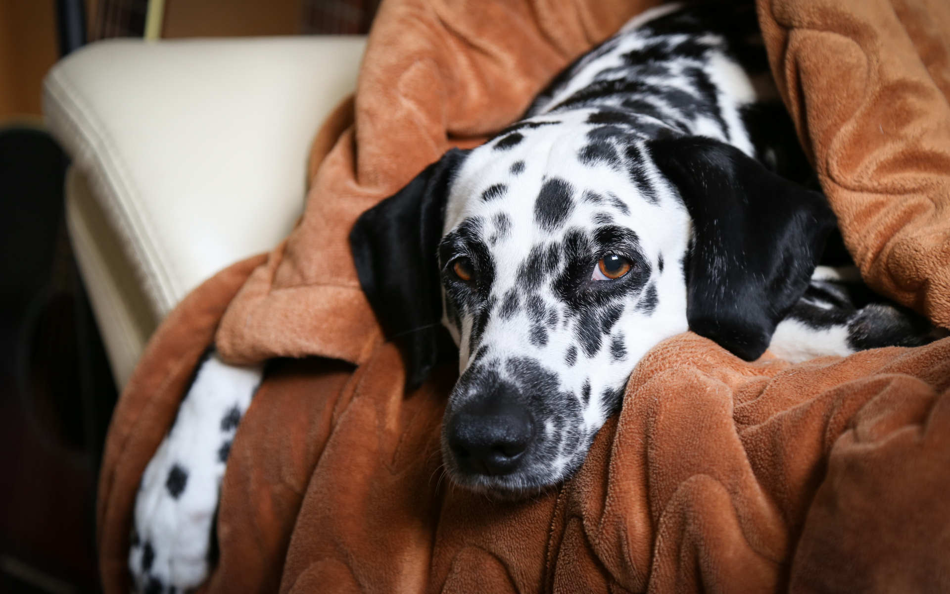 Грустный далматин лежит в кресле