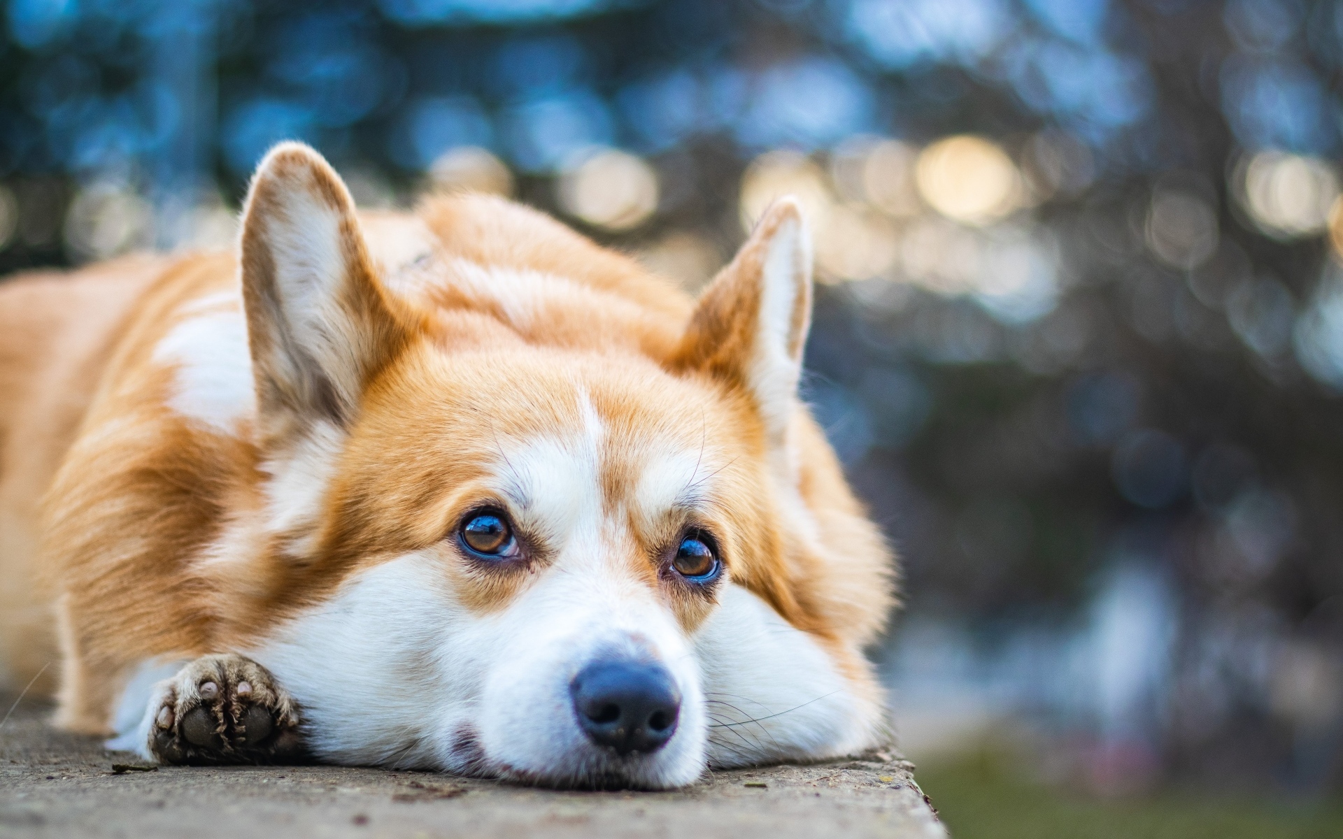Грустный корги лежит на асфальте