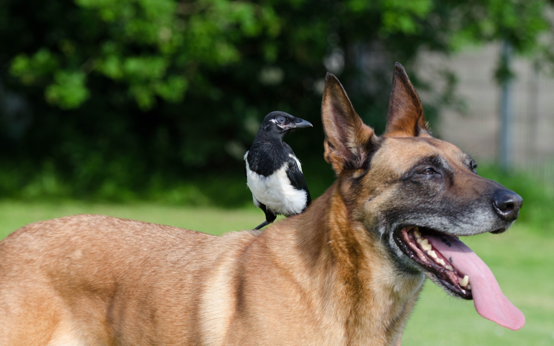 Овчарка с сорокой на спине