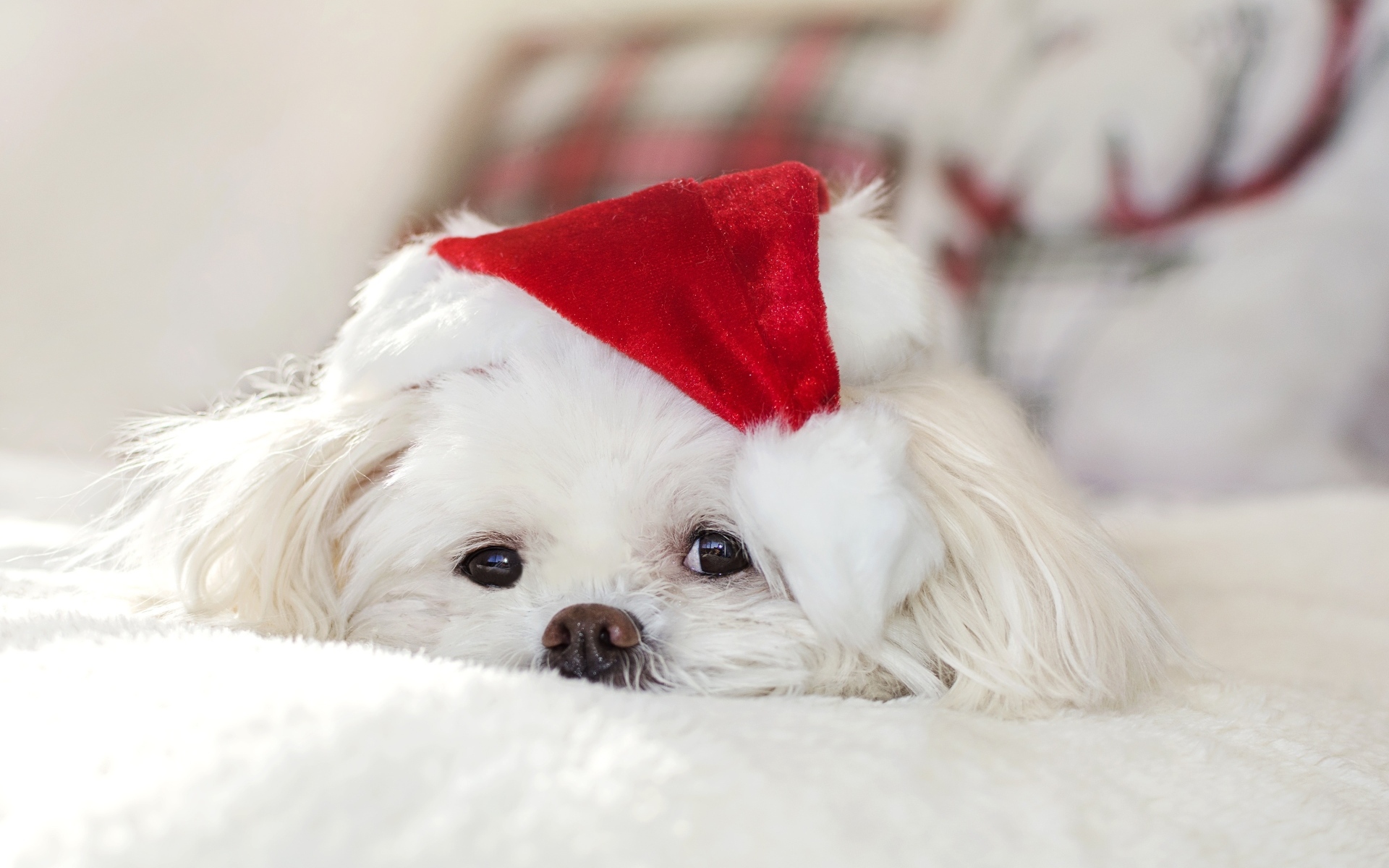 Белая собака с новогодним колпаком на голове