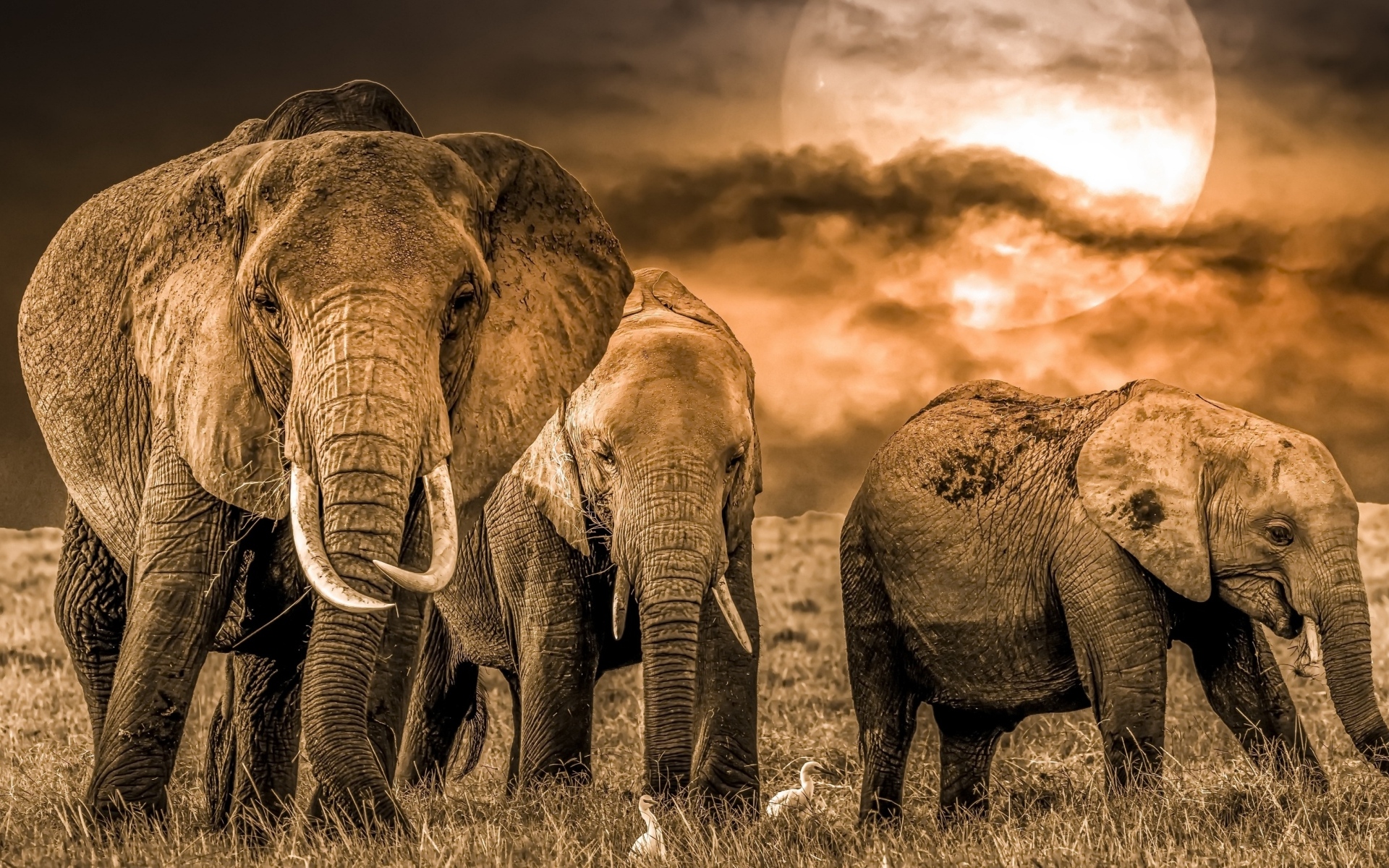 Стадо слонов в Африке на фоне луны