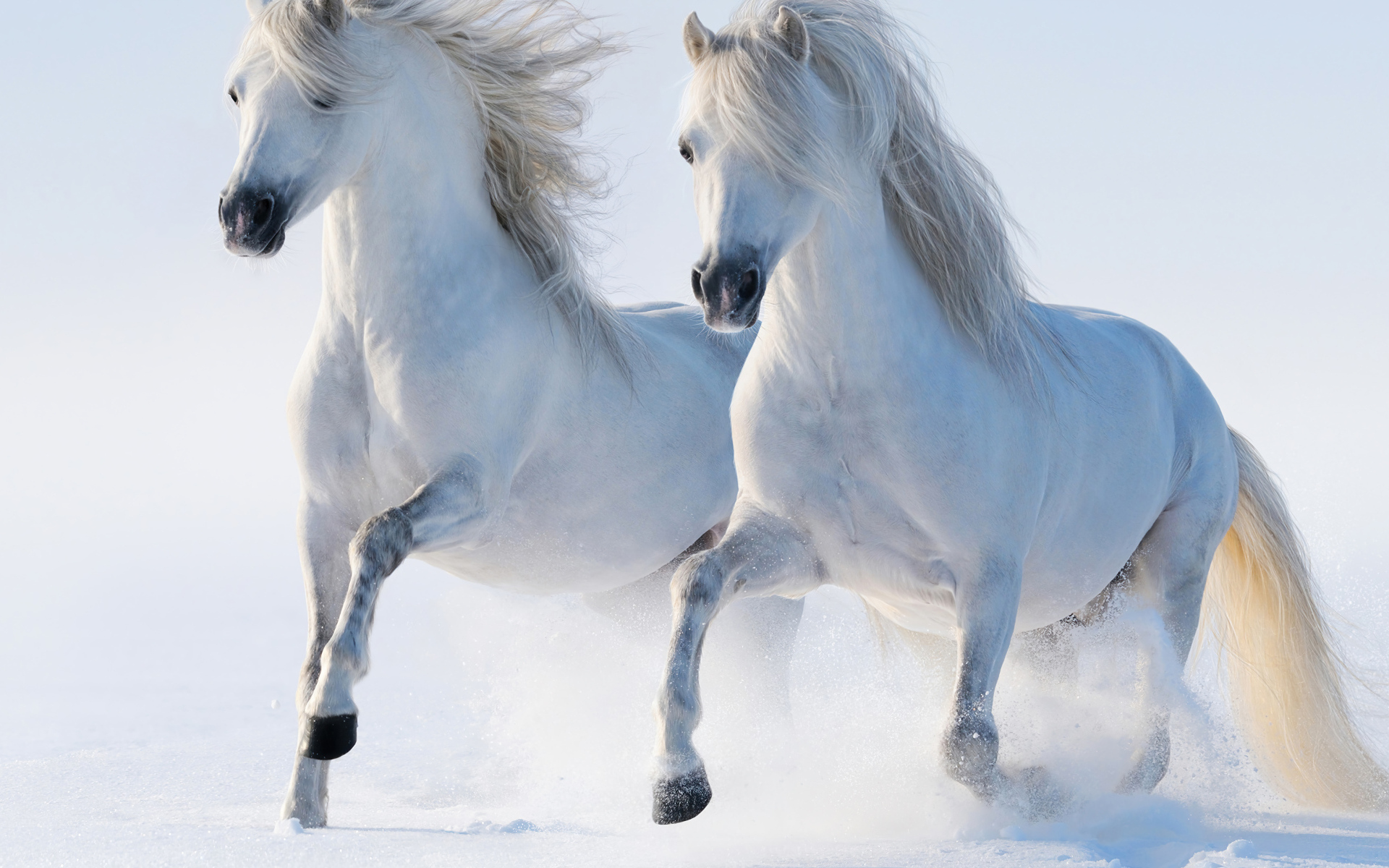Две белые лошади скачут по снегу