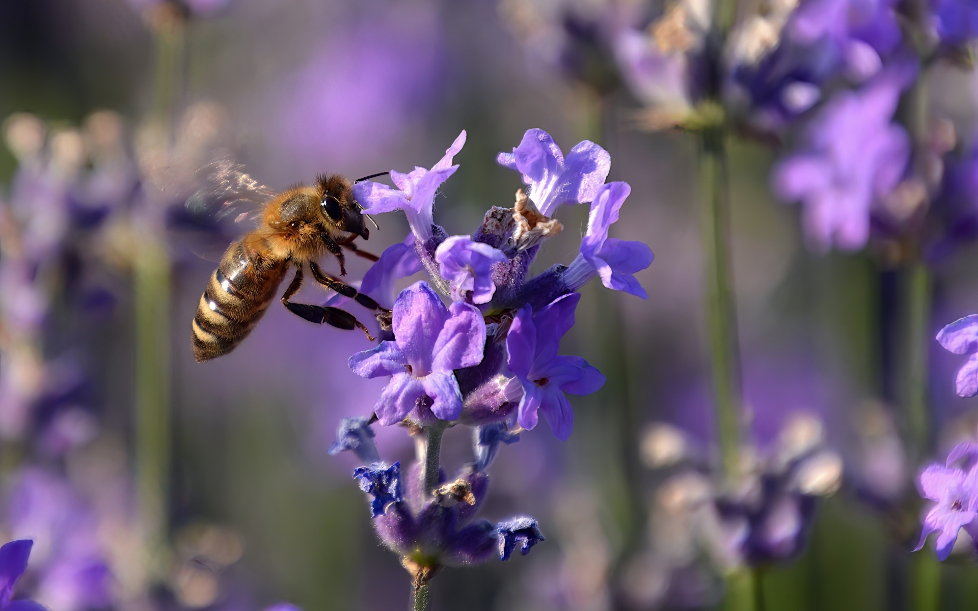 Пчела кружит у цветка лаванды