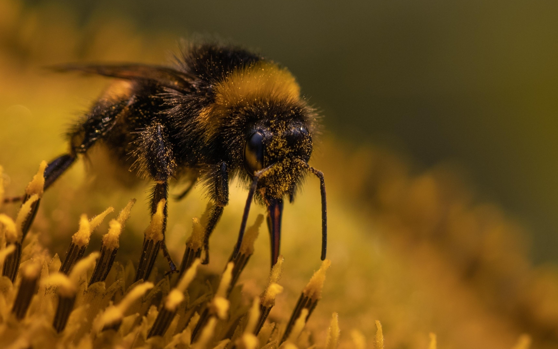 Пчела собирает пыльцу с цветка подсолнуха