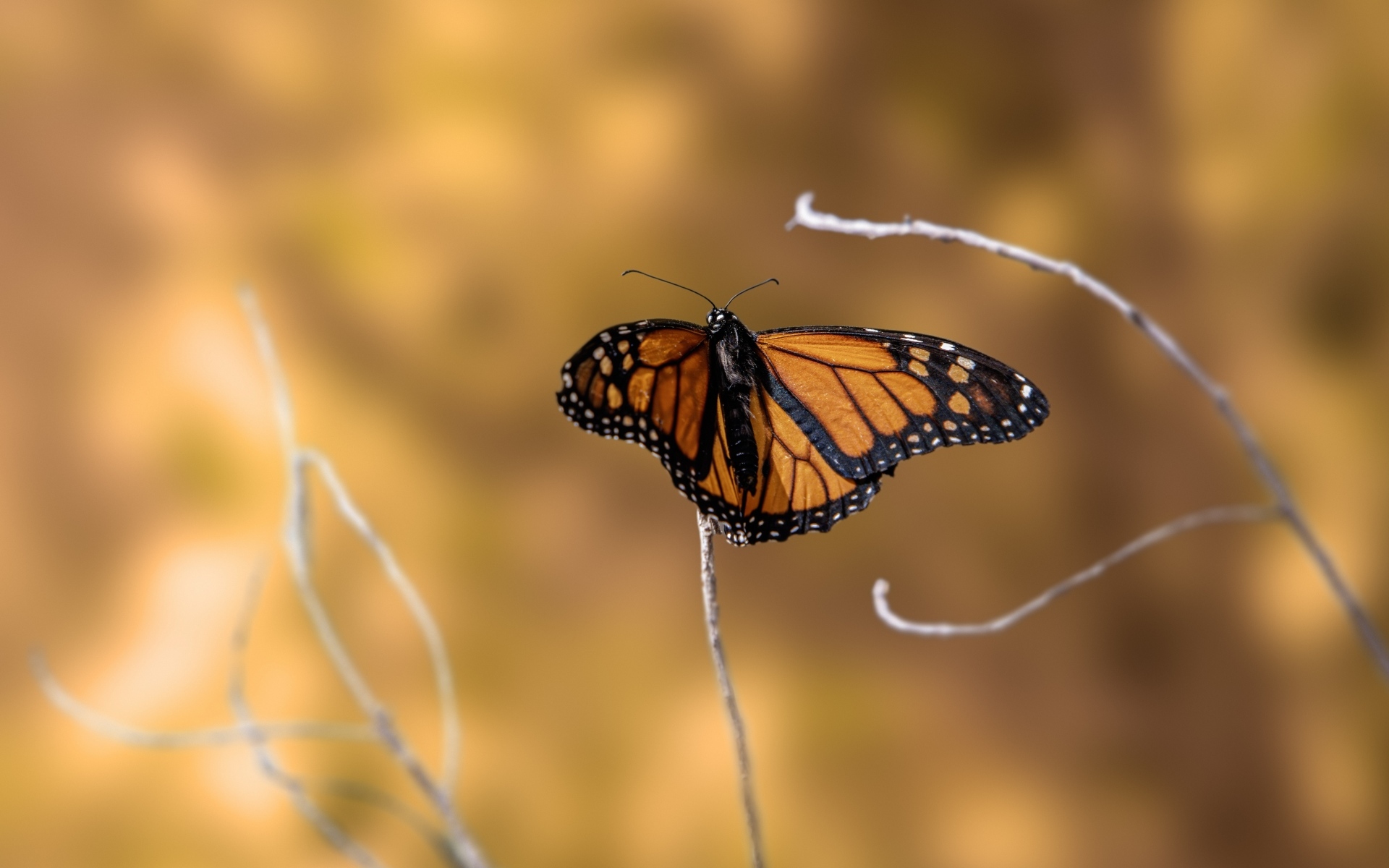 Коричневая бабочка сидит на тонкой ветке