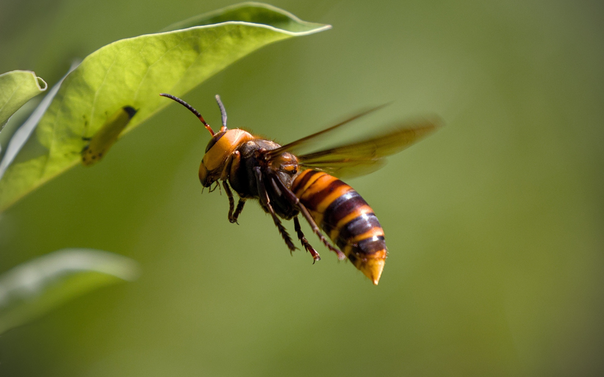 Большая оса летает у зеленых листьев 
