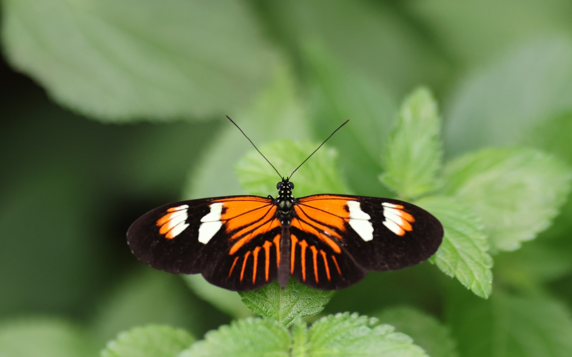 Красивая бабочка расправила крылья на зеленом листке