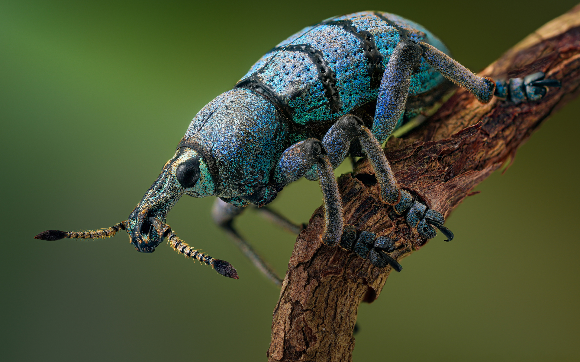 Красивый жук долгоносик на ветке