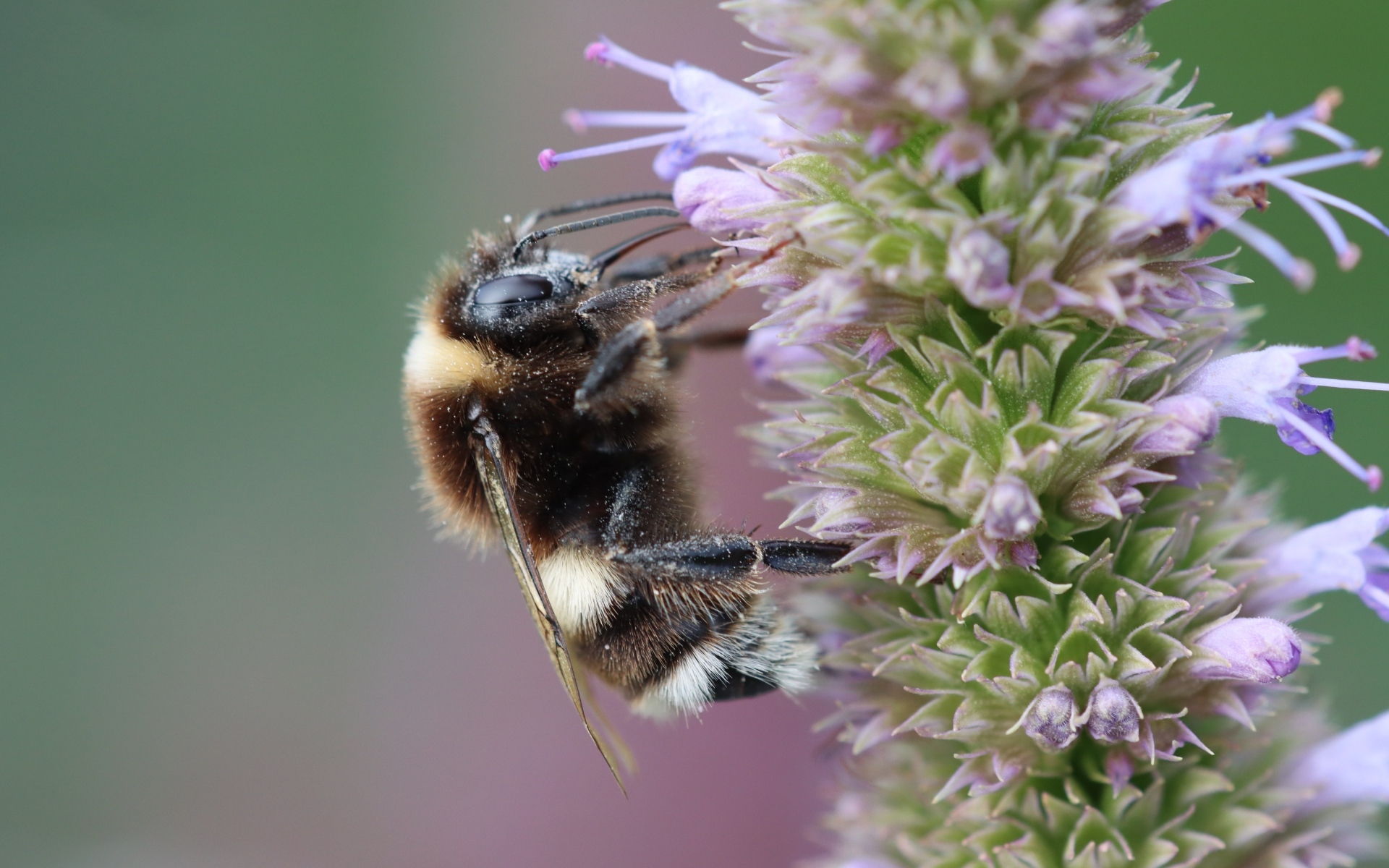 Пчела сидит на фиолетовом цветке 
