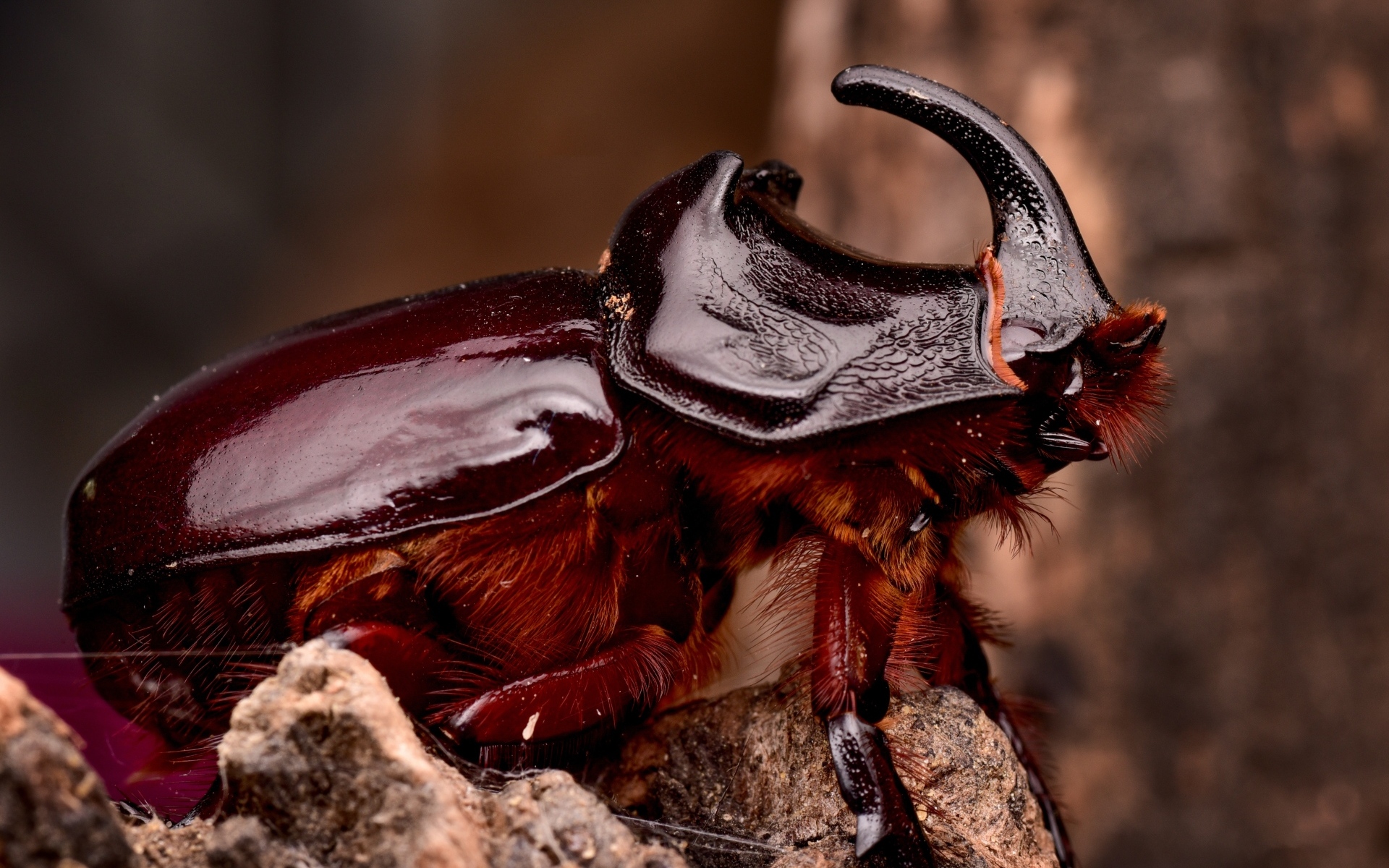 Большой коричневый жук носорог 