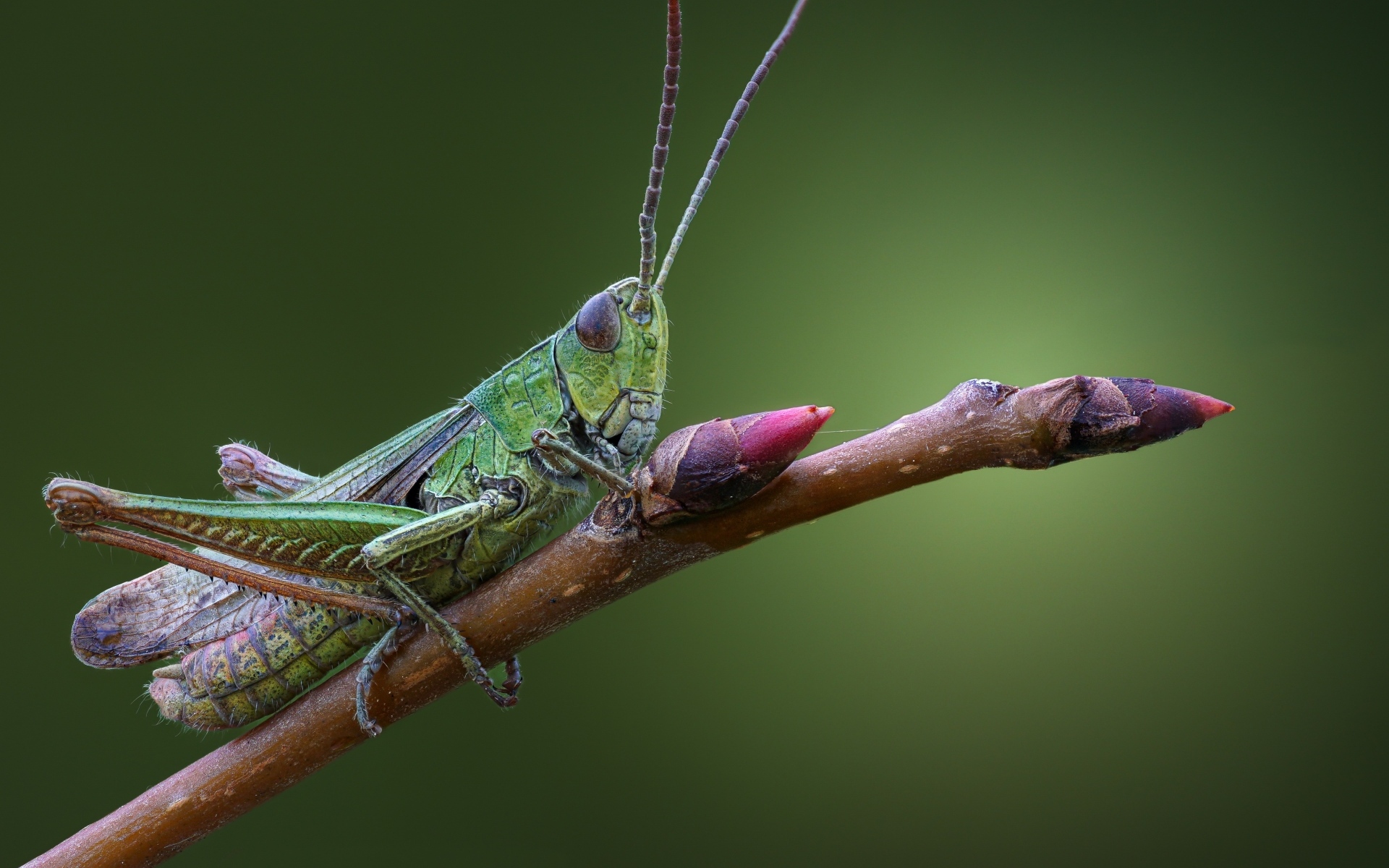 Большой зеленый кузнечик сидит на ветке 
