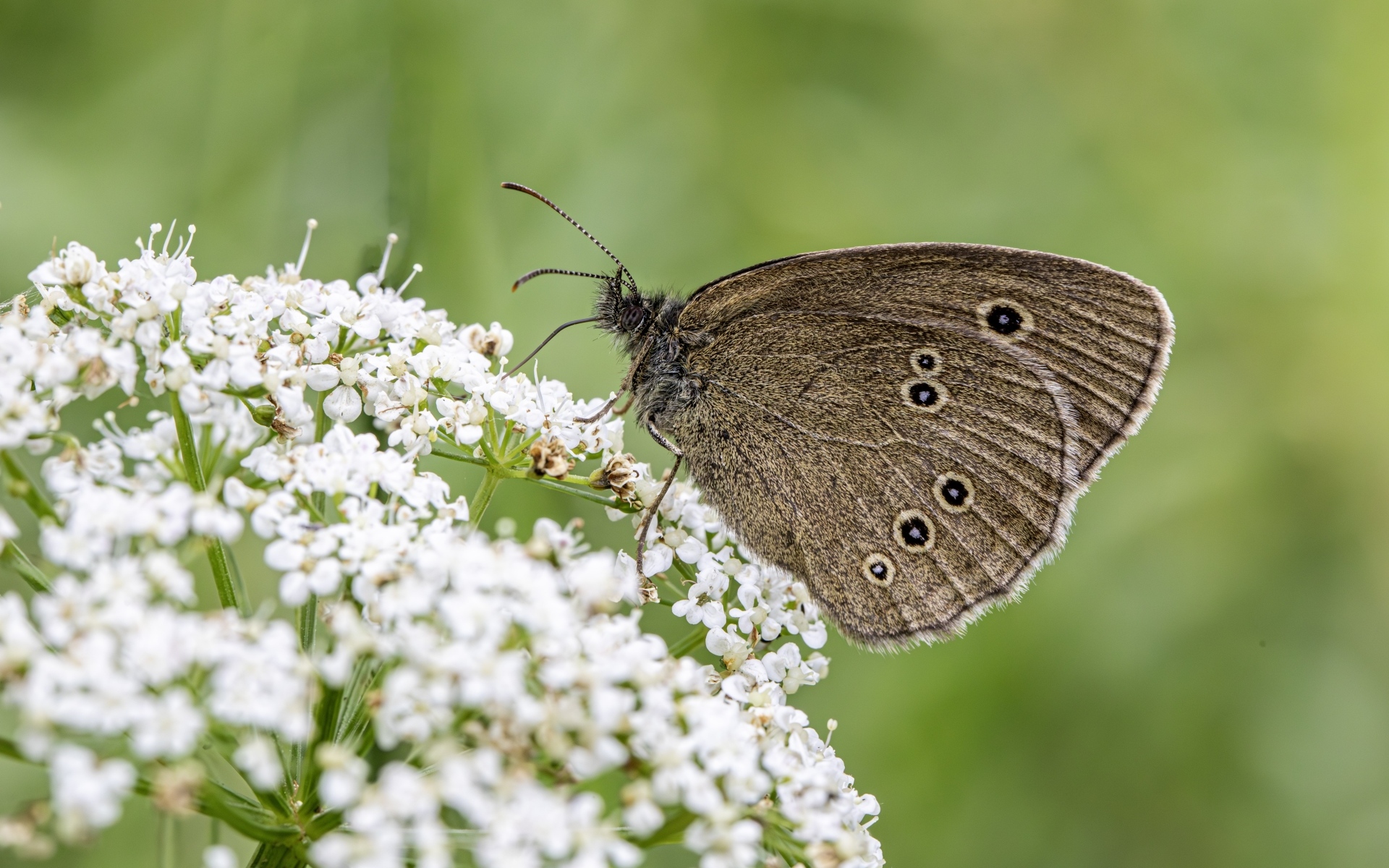 Коричневая бабочка на белом цветке крупным планом