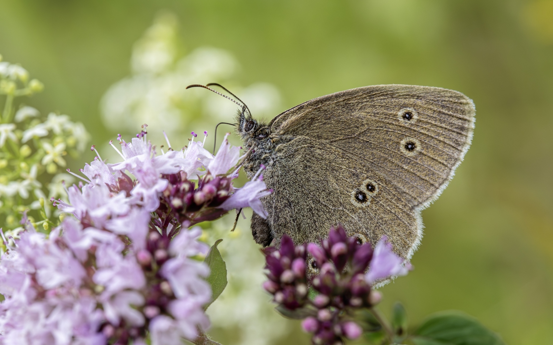 Коричневая бабочка сидит на сиреневом цветке