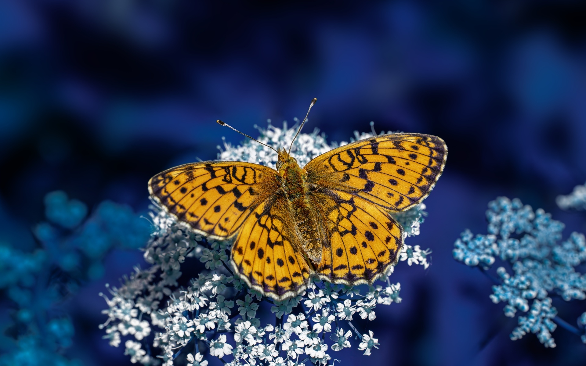 Коричневая бабочка сидит на белом цветке