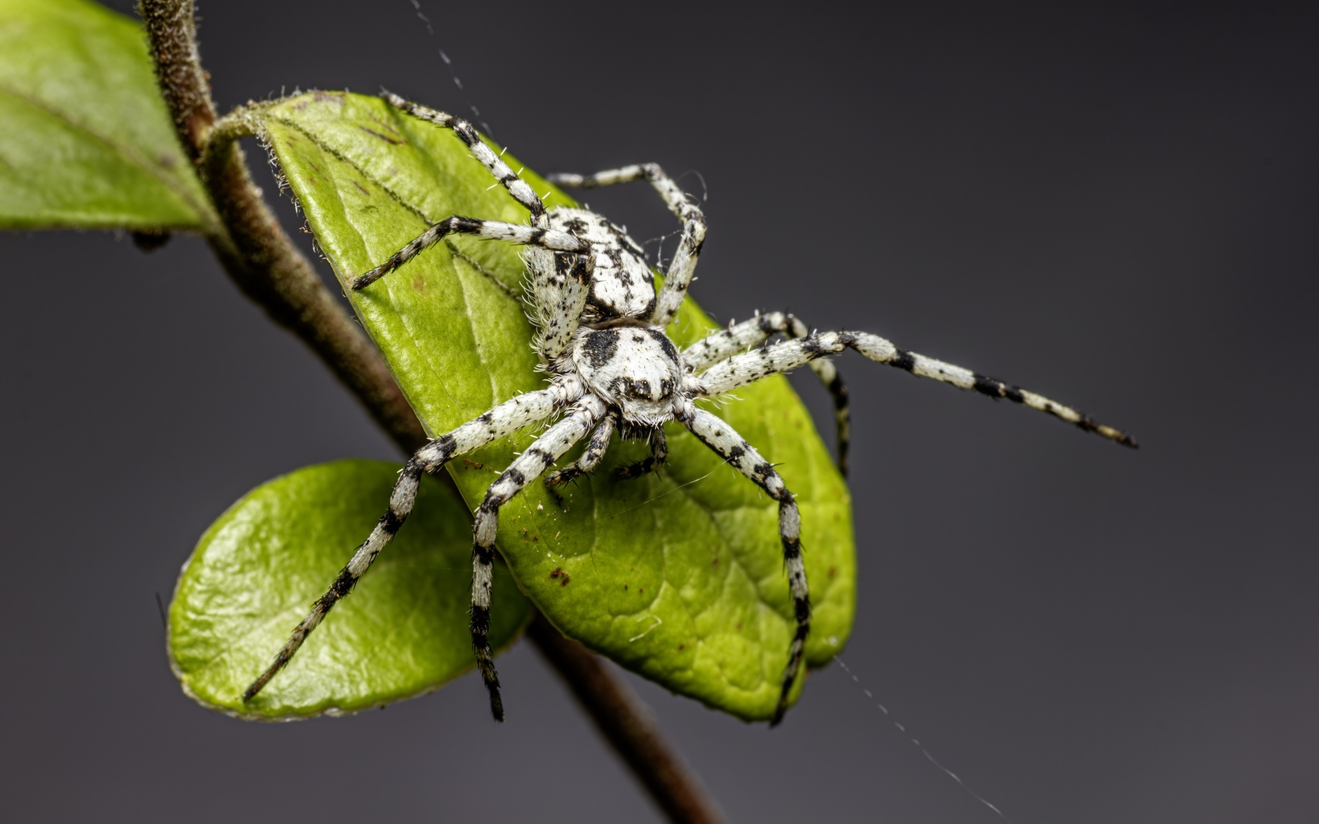 Опасный паук на зеленом листке на сером фоне