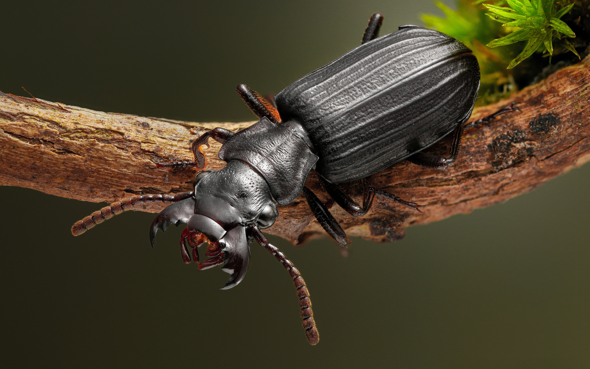 Большой черный жук сидит на ветке крупным планом