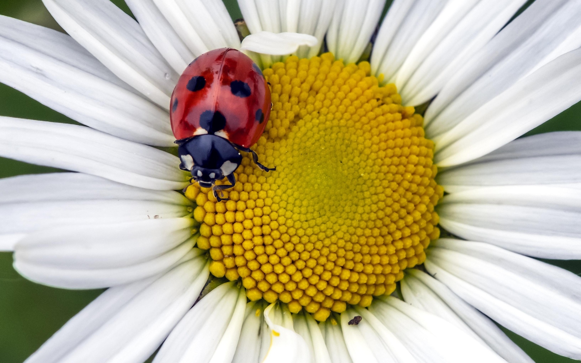 Красная божья коровка на белом цветке ромашки
