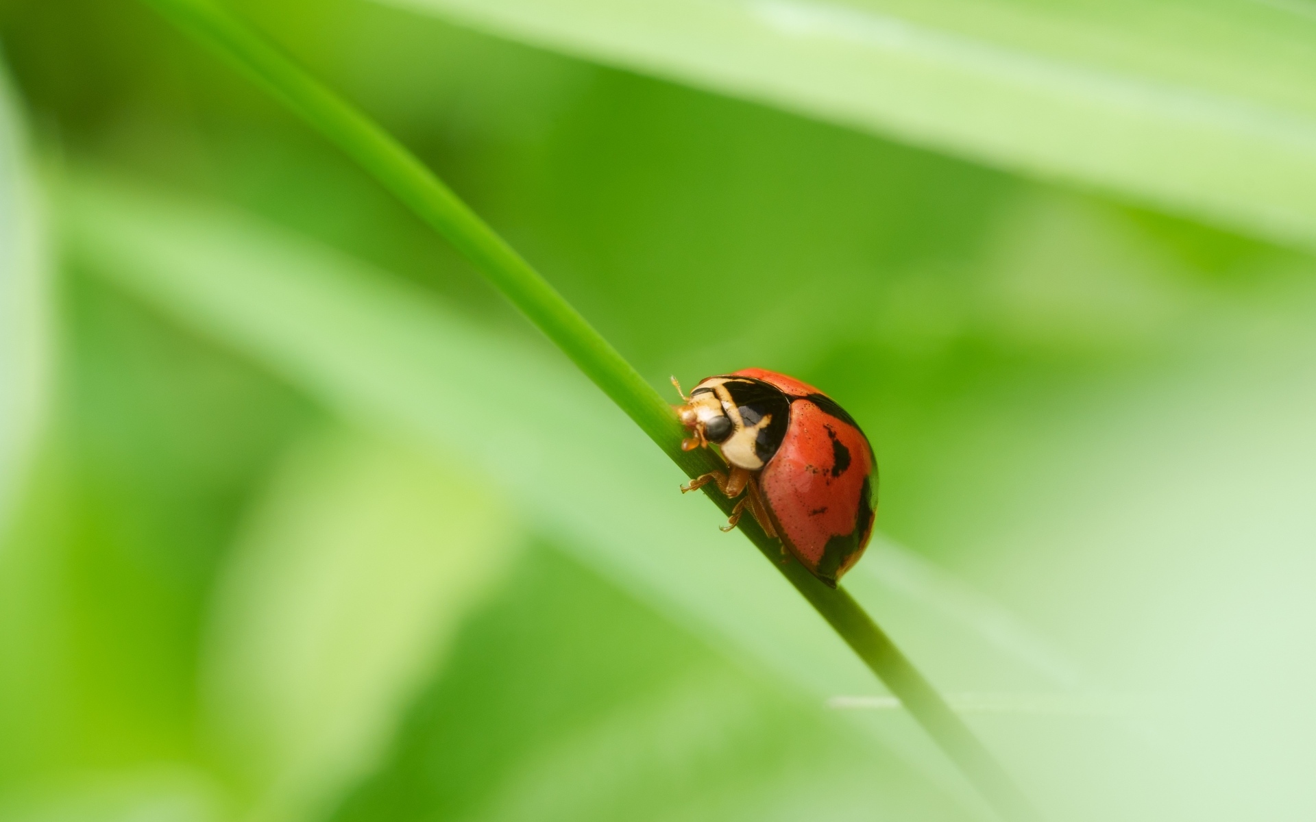 Красная божья коровка на зеленой траве