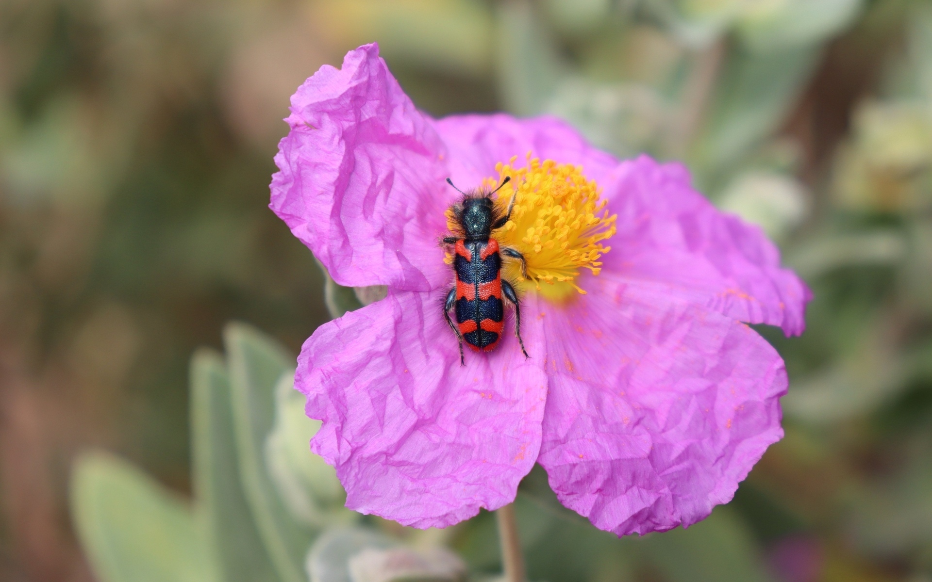 Полосатый жук сидит на розовом цветке