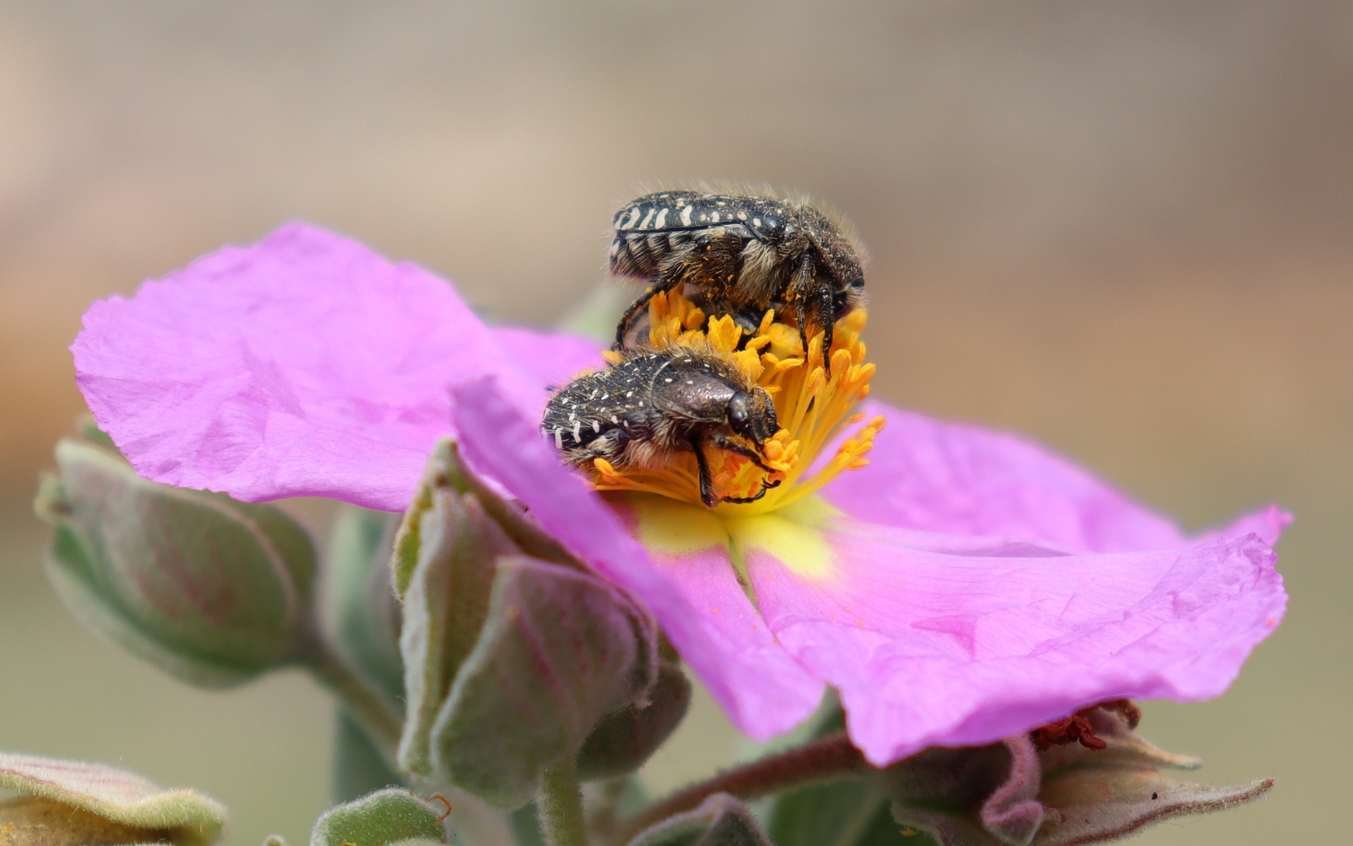 Два черных жука на розовом цветке