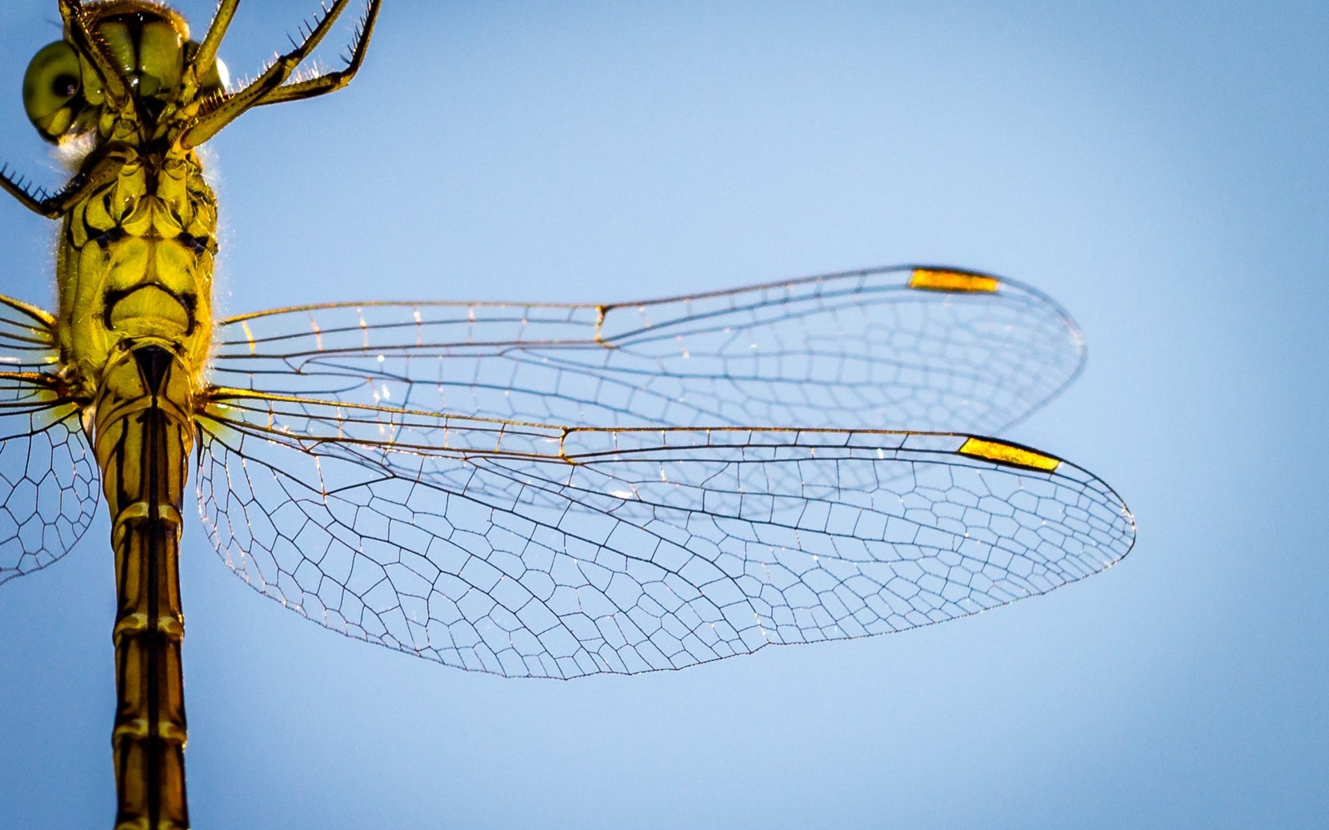 Два прозрачных крыла у большой стрекозы на голубом фоне