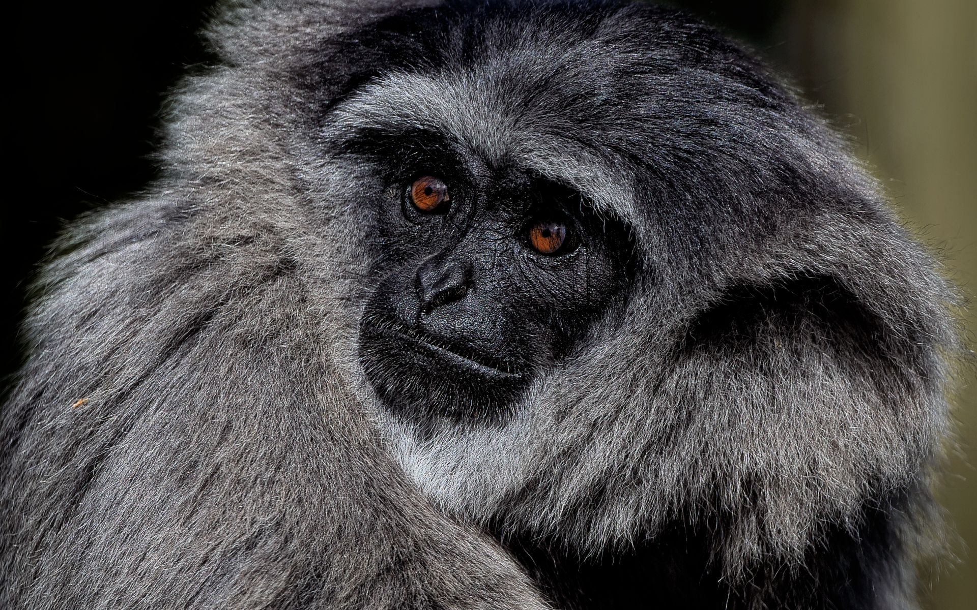 Большой серебристый гиббон крупным планом