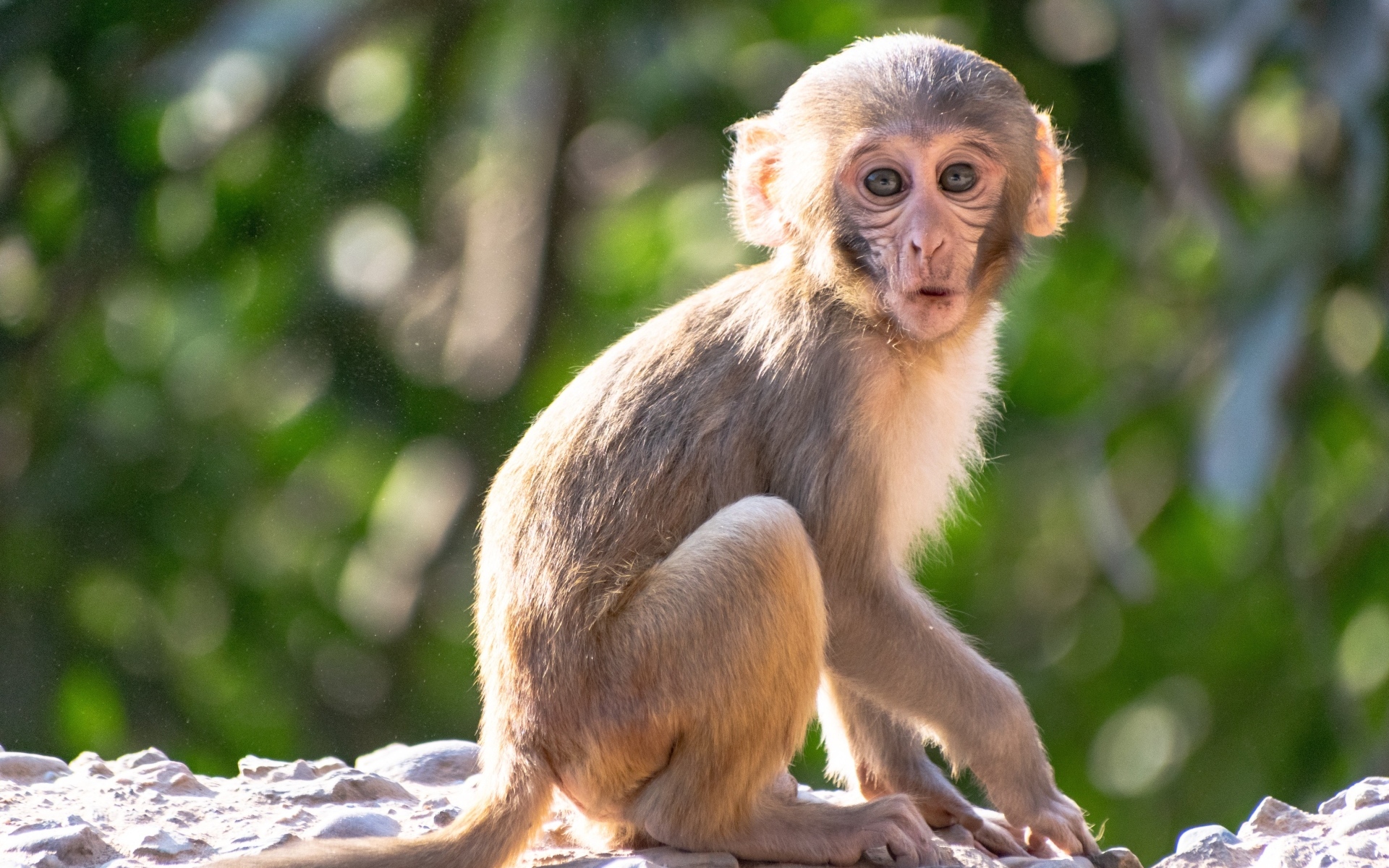 Маленькая обезьяна сидит на камне