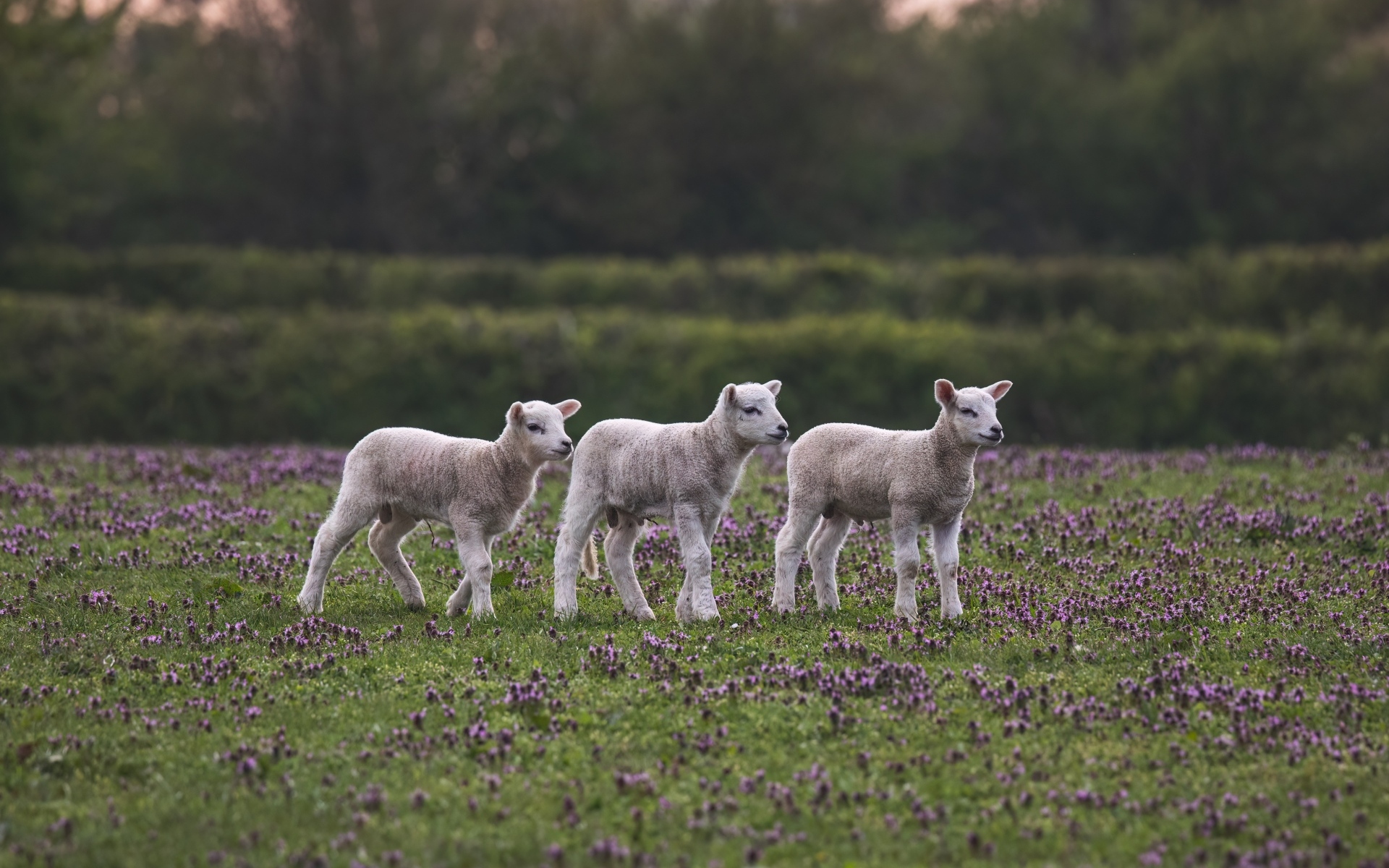 Маленькие овечки на поле с цветами