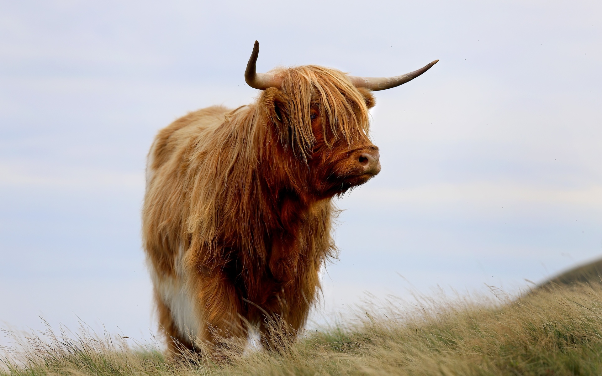 Лохматая высокогорная корова