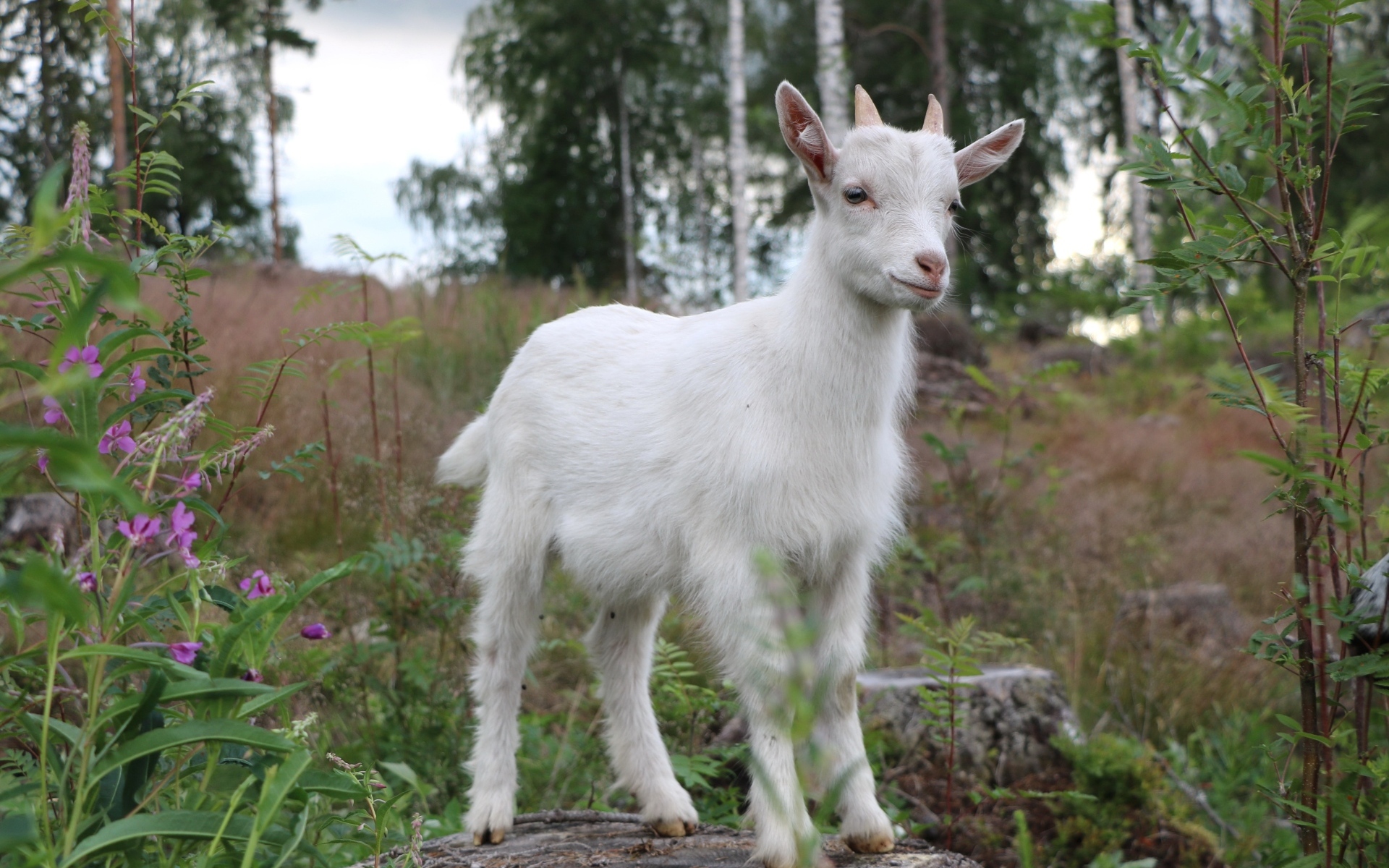 Белый козленок стоит на камне