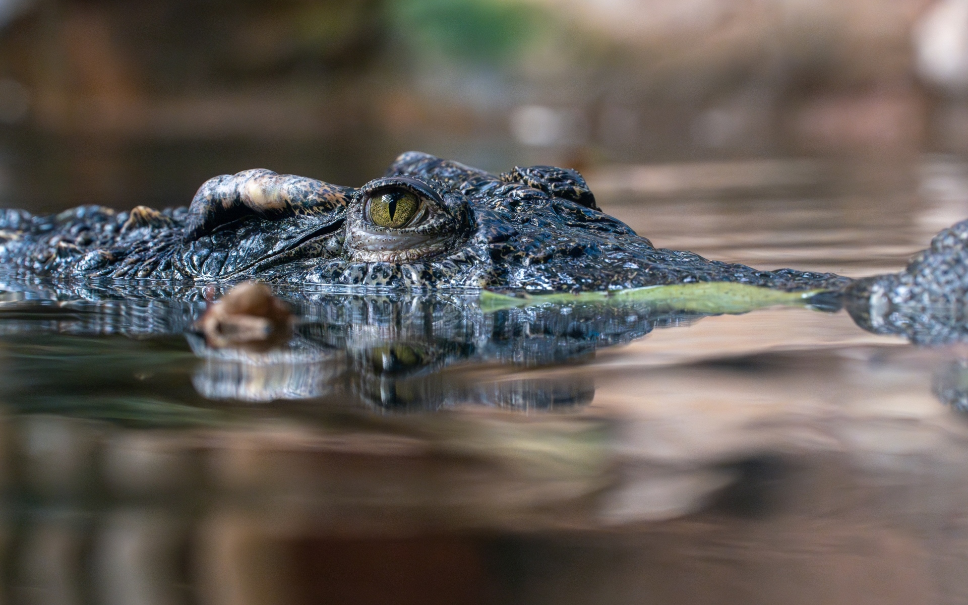 Крокодил прячется в воде