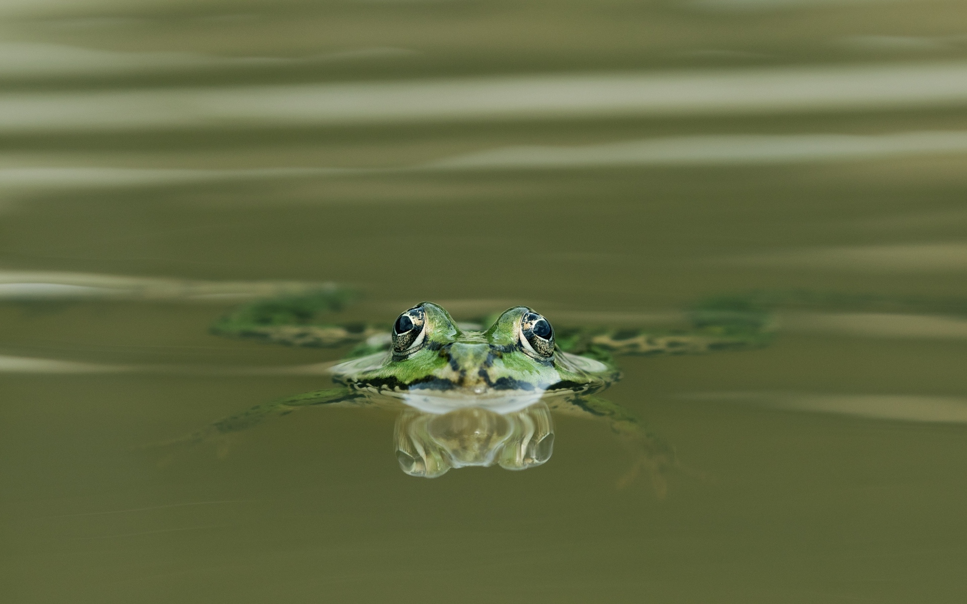 Зеленая лягушка прячется в воде