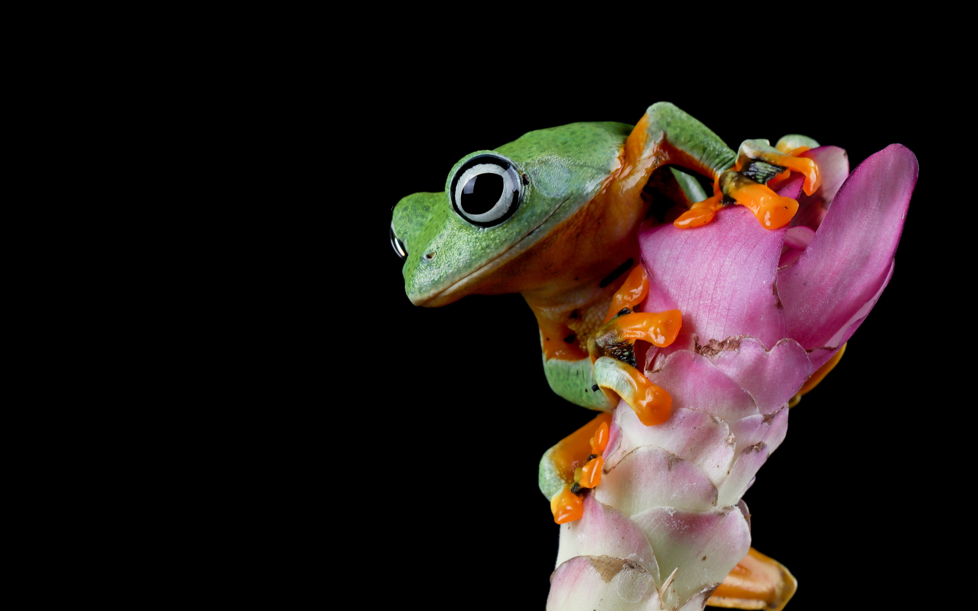 Зеленая лягушка сидит на розовом цветке на черном фоне