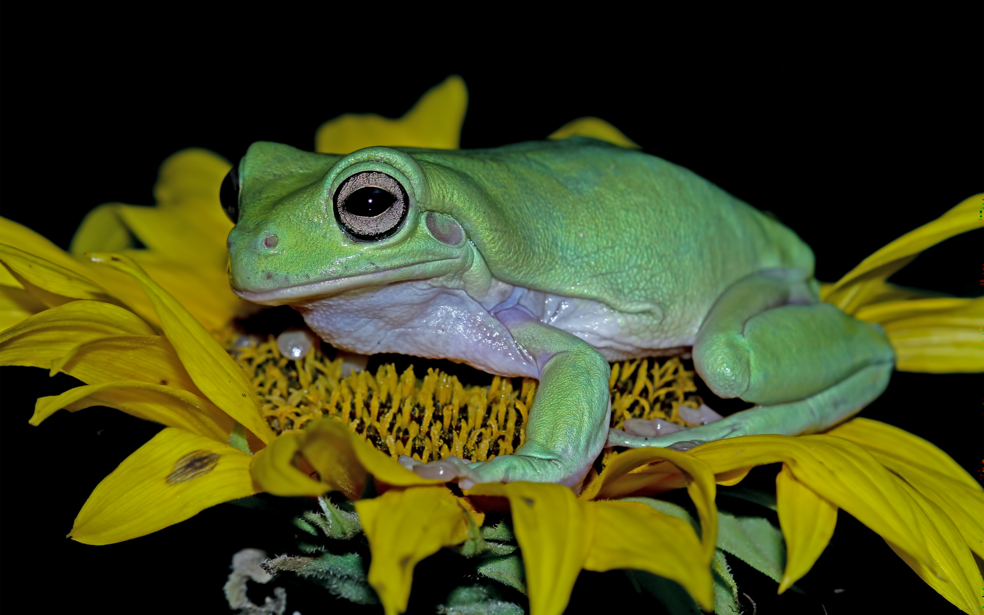 Большая зеленая лягушка на желтом цветке подсолнуха