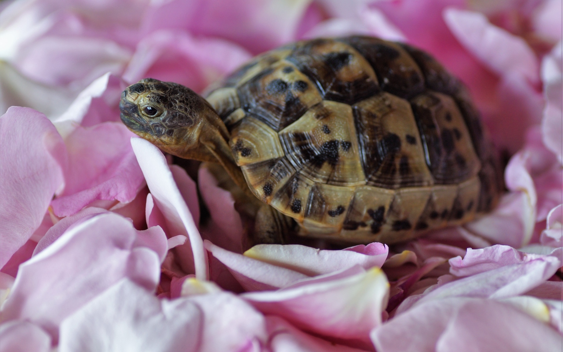Черепаха с розовыми лепестками розы