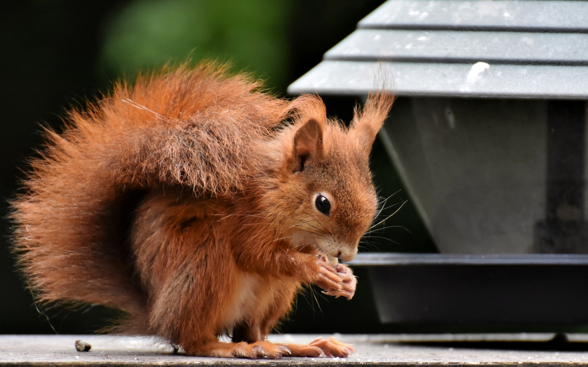 Рыжая белка грызет орех у кормушки