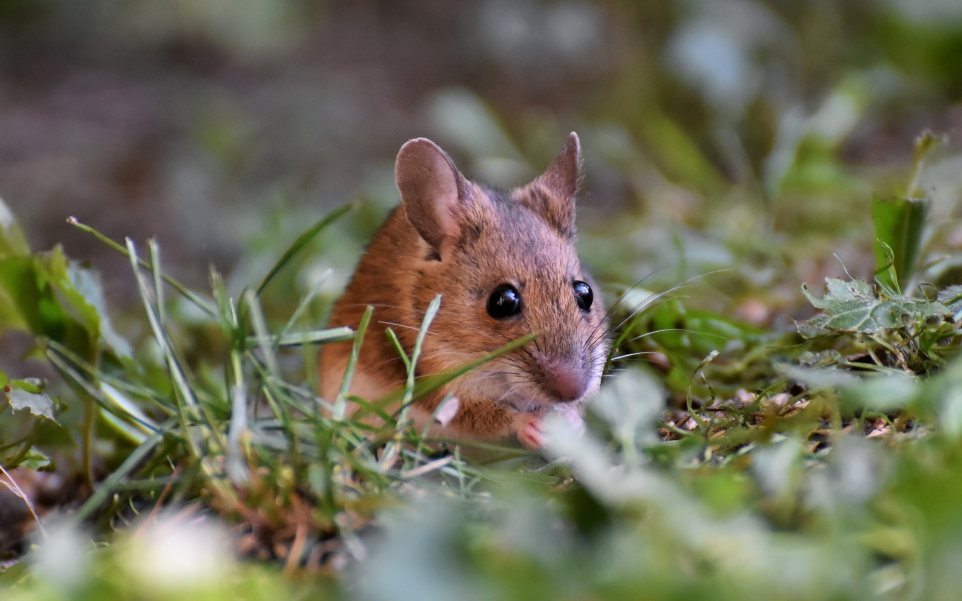 Маленькая мышь полевка сидит в траве