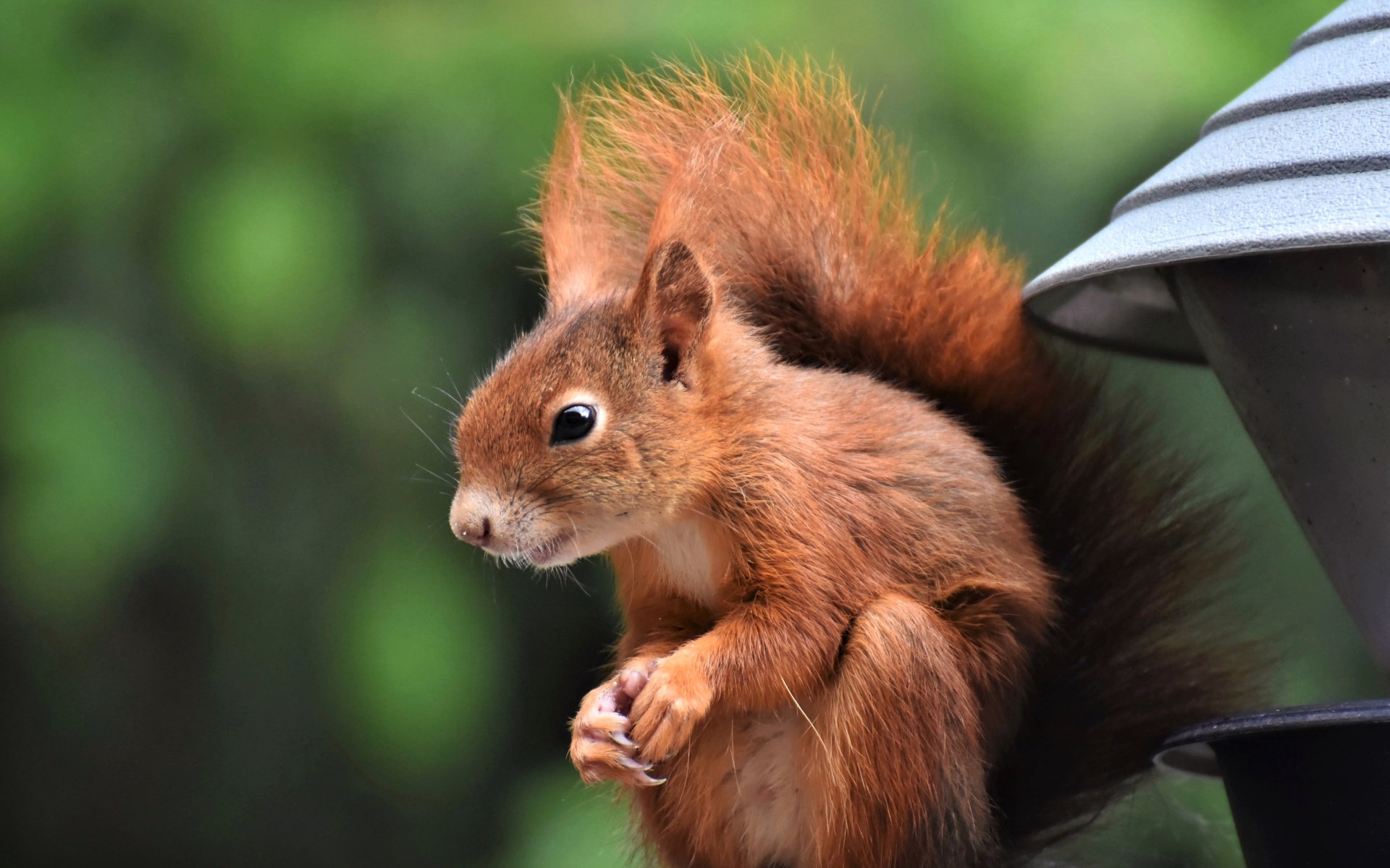Рыжая белка с пушистым хвостом у кормушки