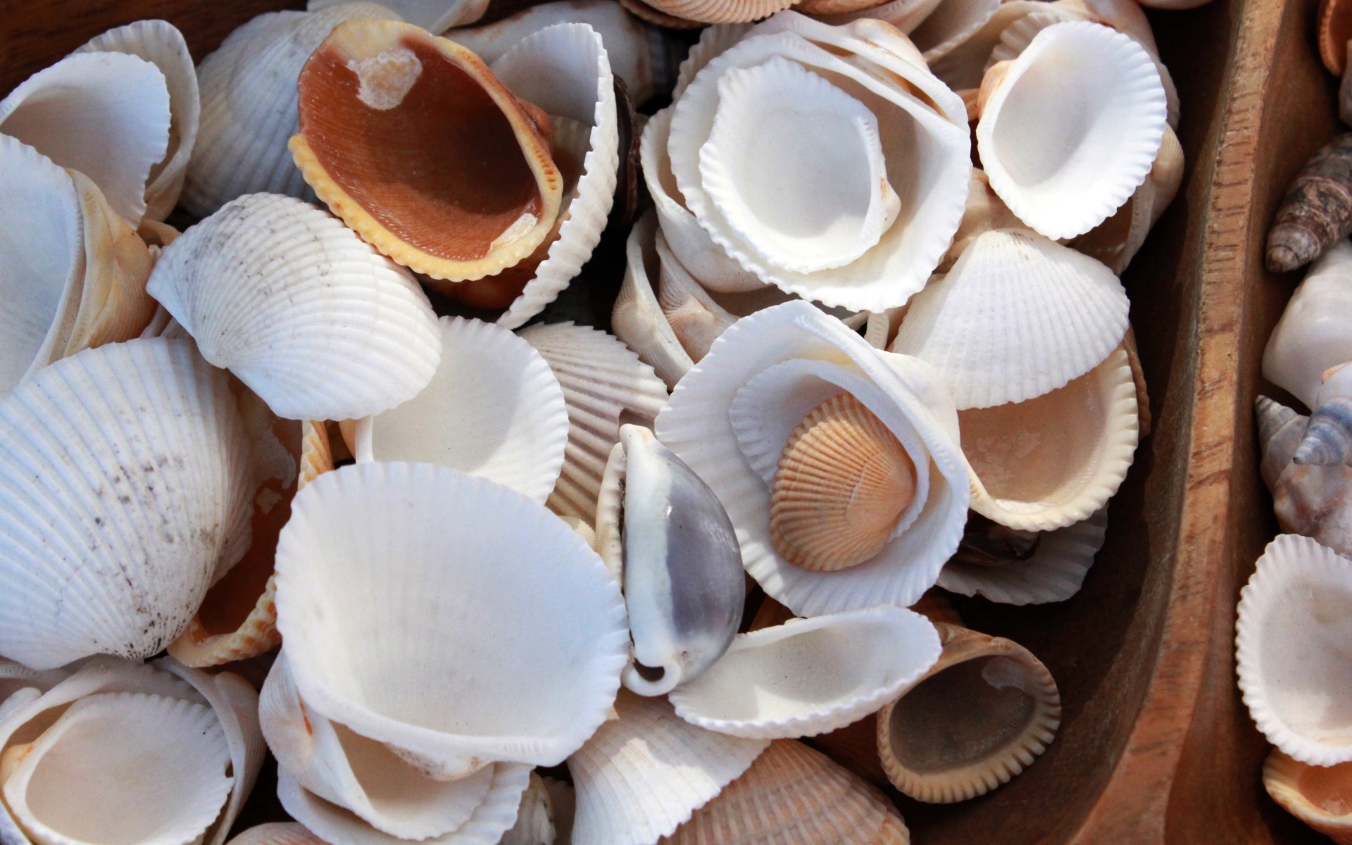 Много морских ракушек крупным планом