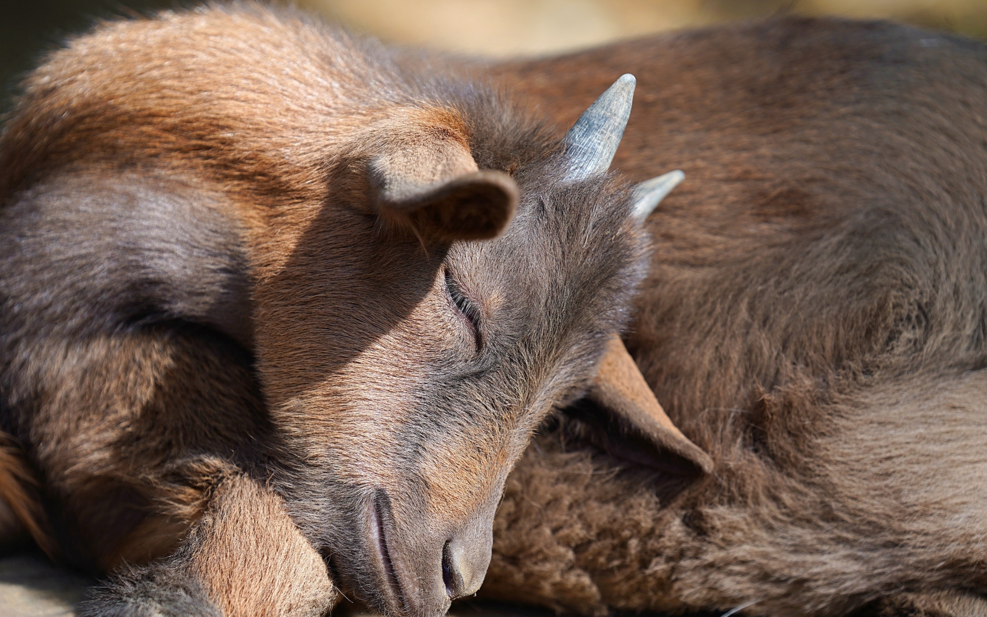 Маленький коричневый спящий козленок