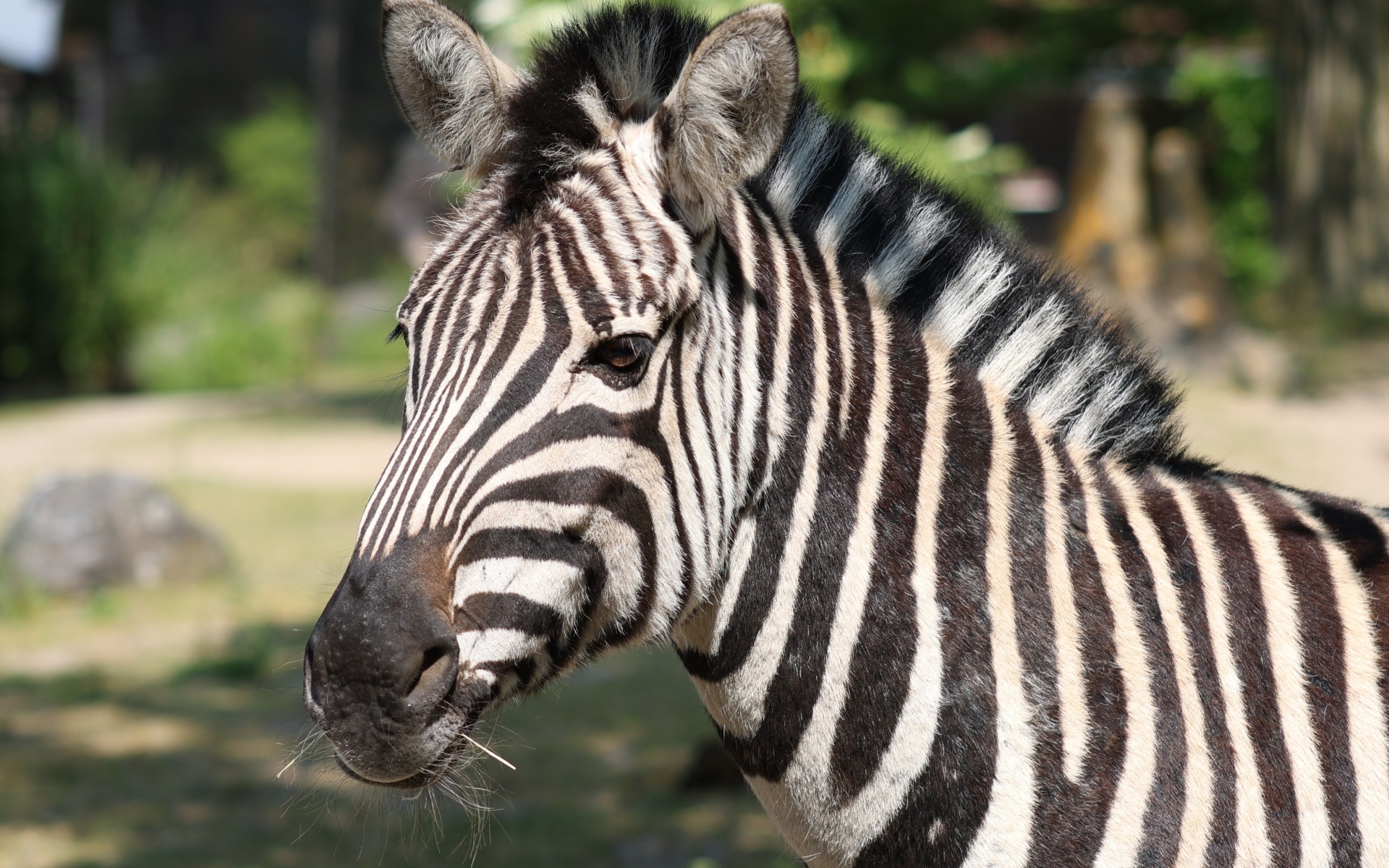 Полосатая зебра с гривой вблизи