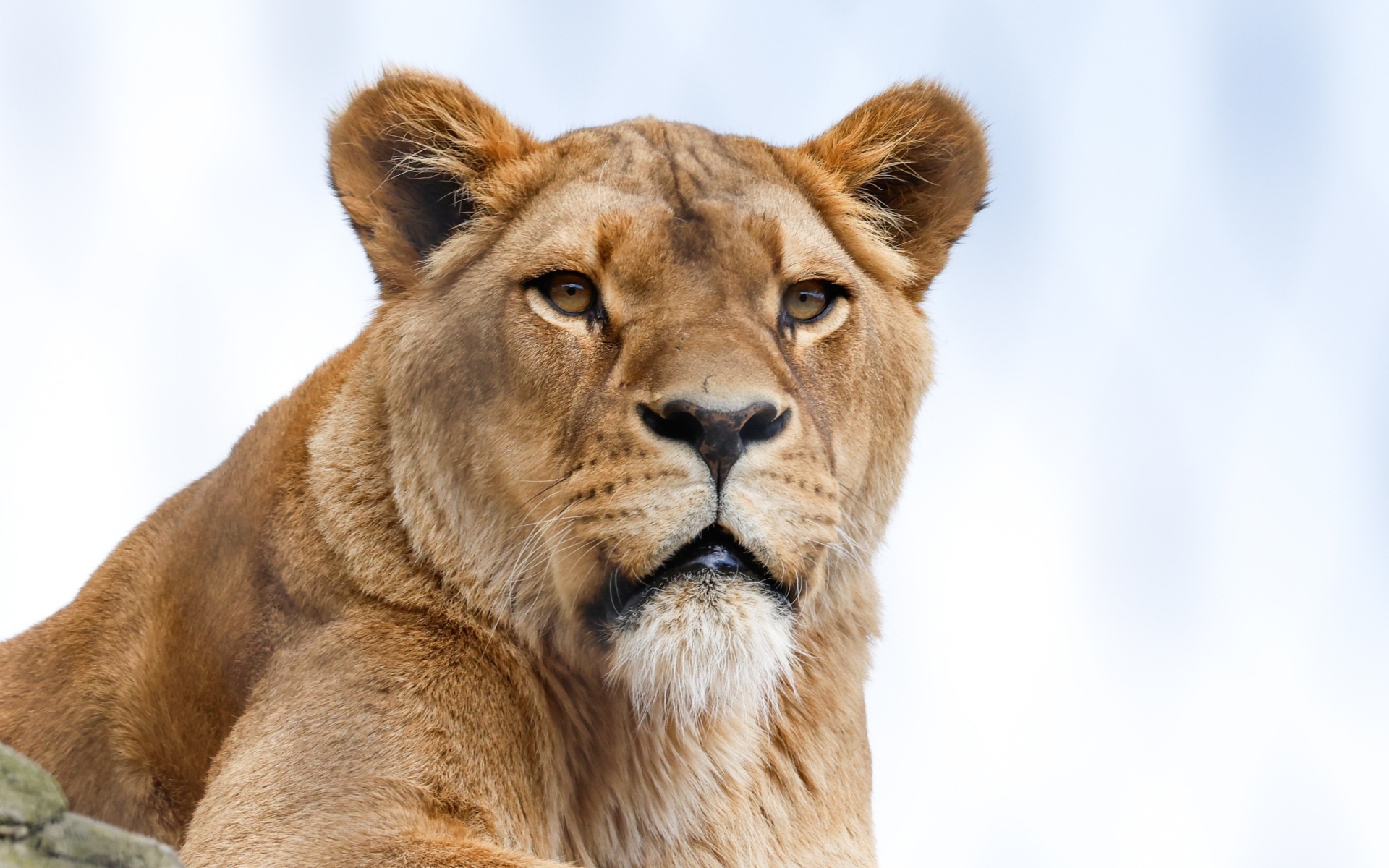 Большая львица на фоне голубого неба